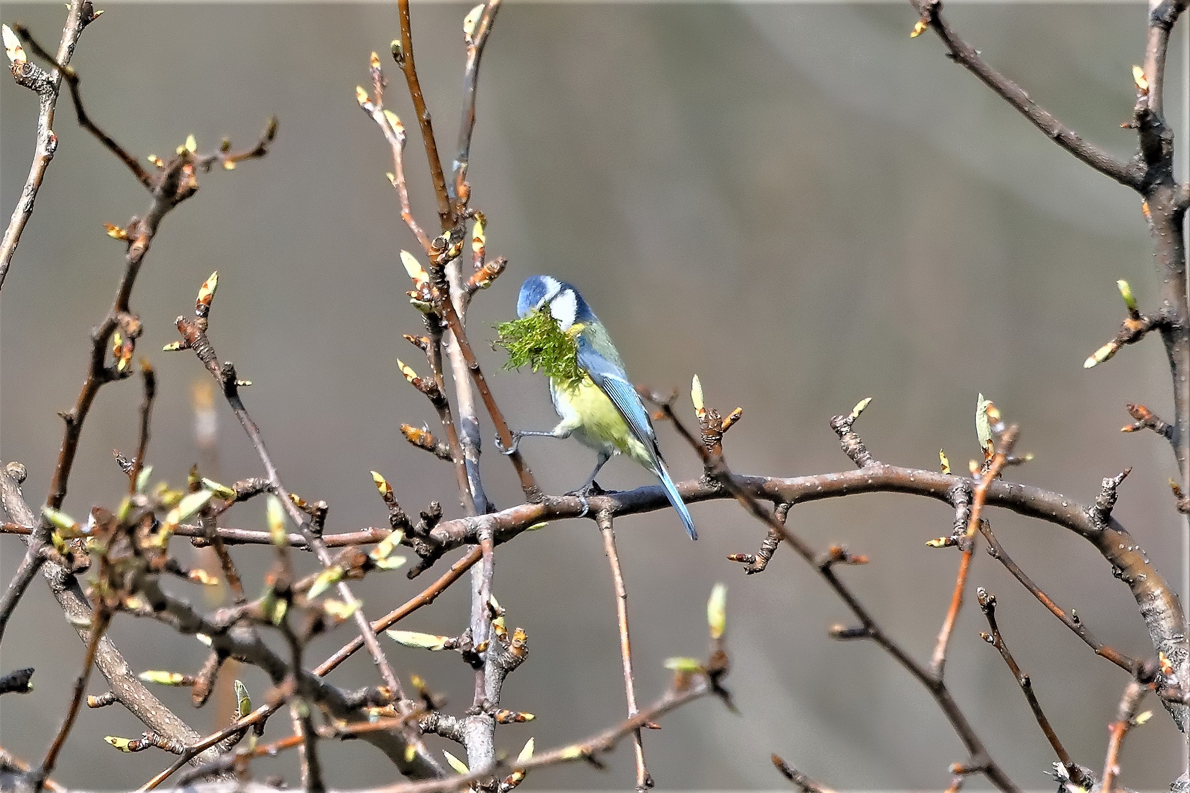 Cinciarella 22-03-2023