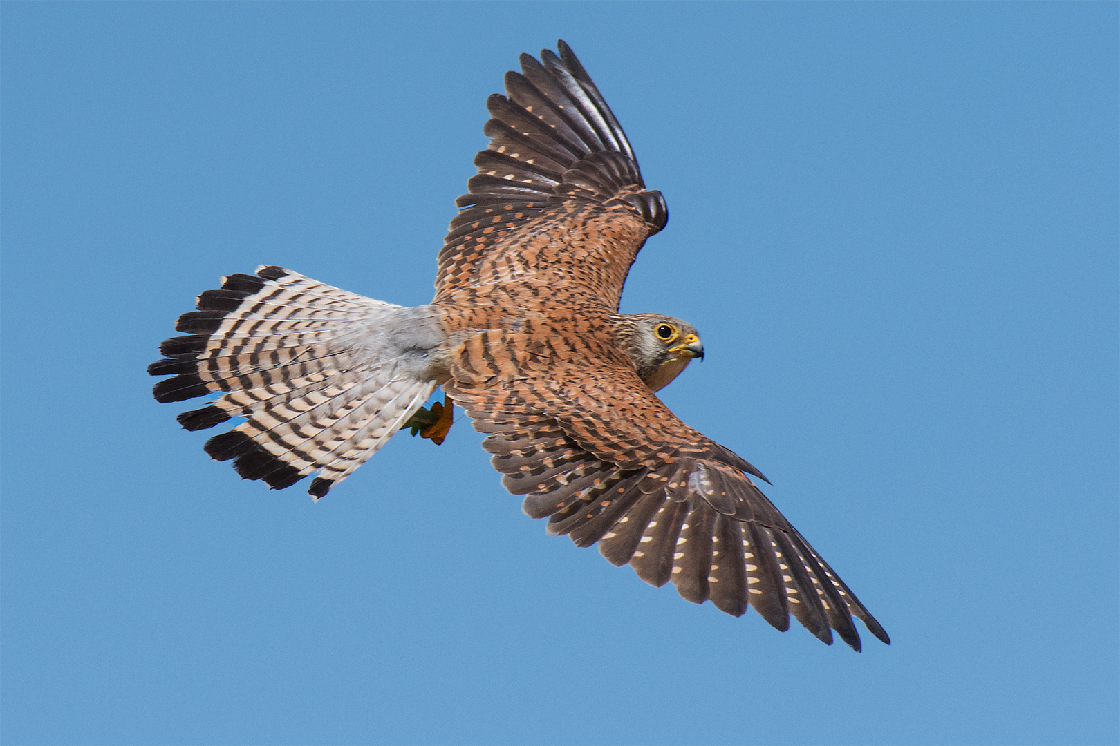 Grillaio  (femmina) in volo