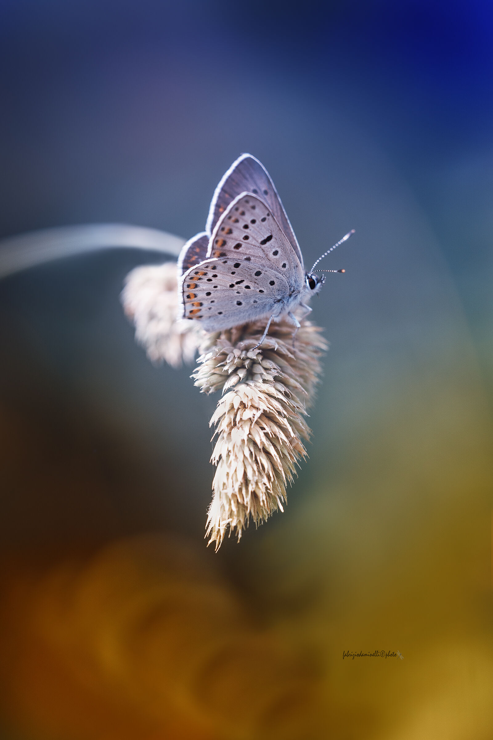 Lycaena tityrus