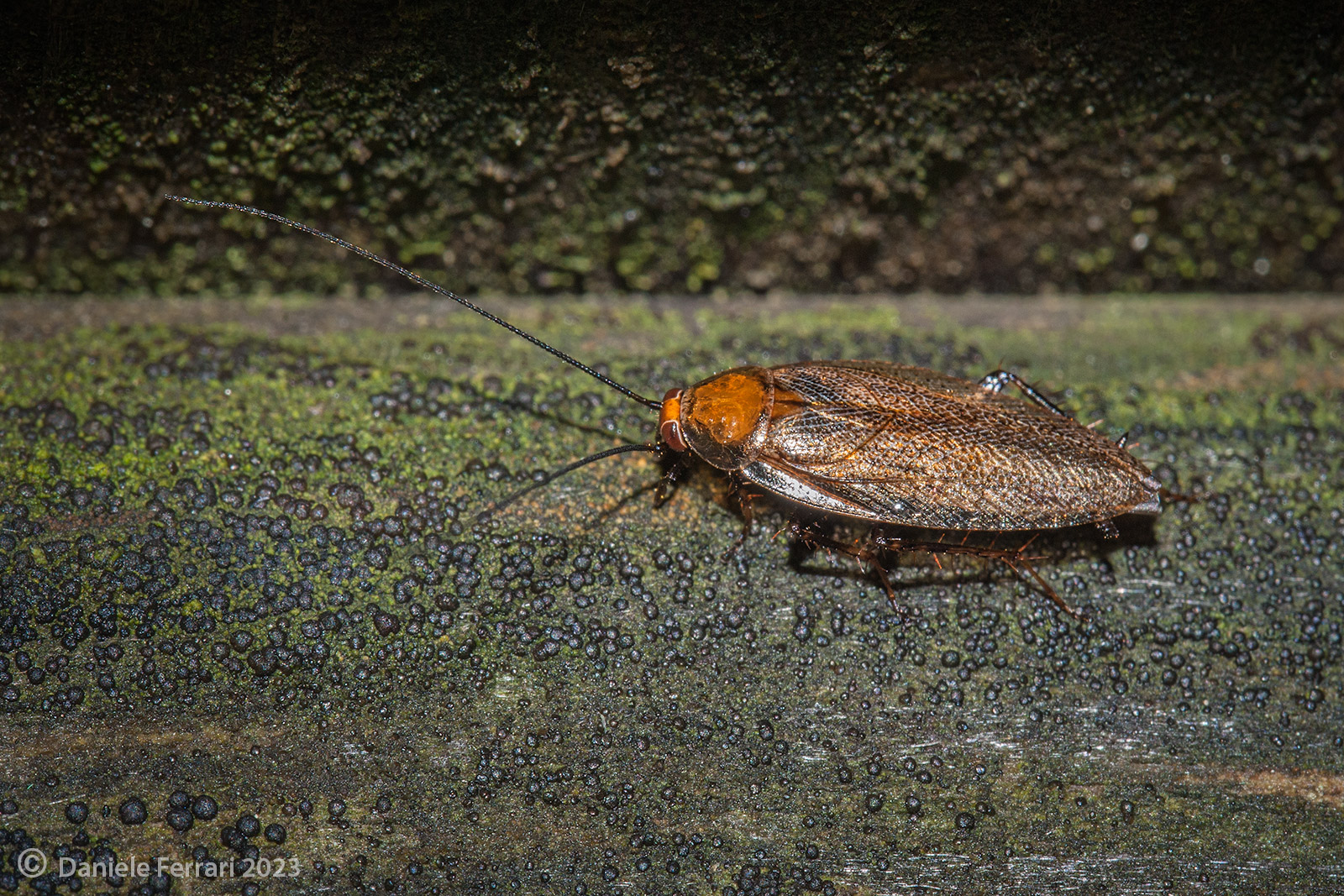 Ectobius vittiventris