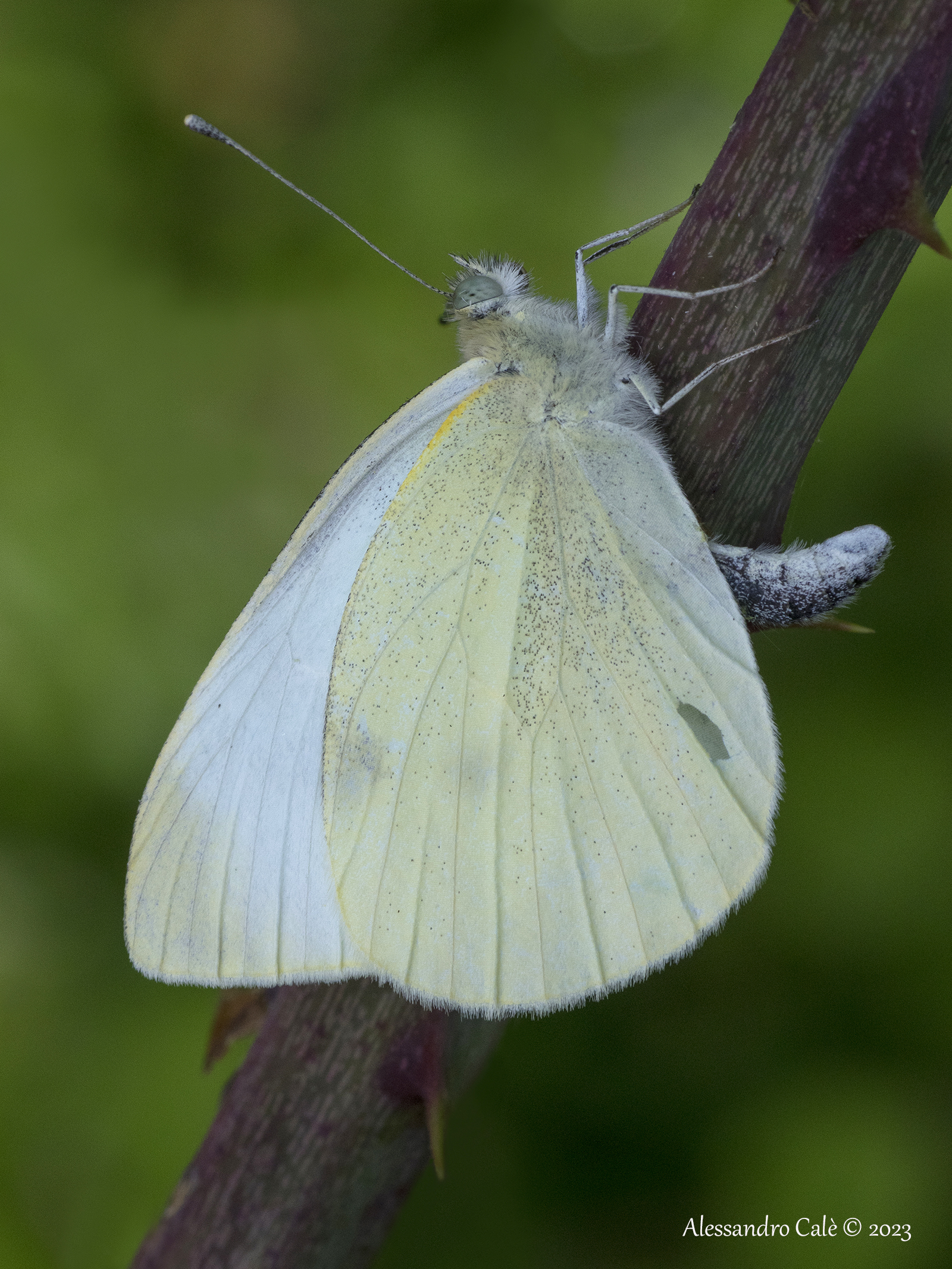 Pieris brassicae 7190