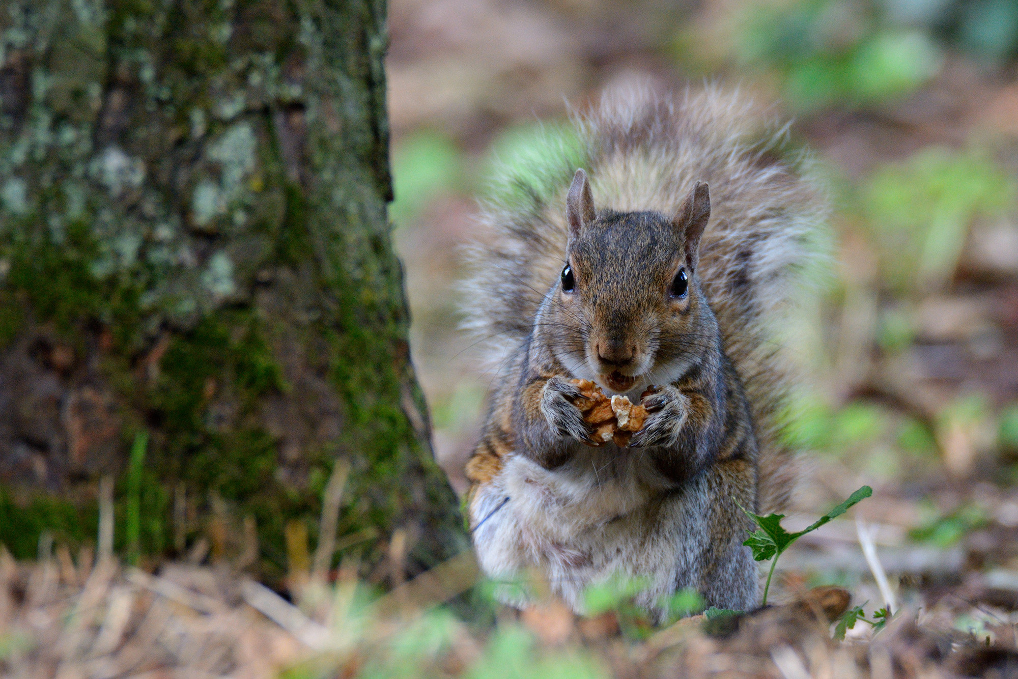 The greedy gray