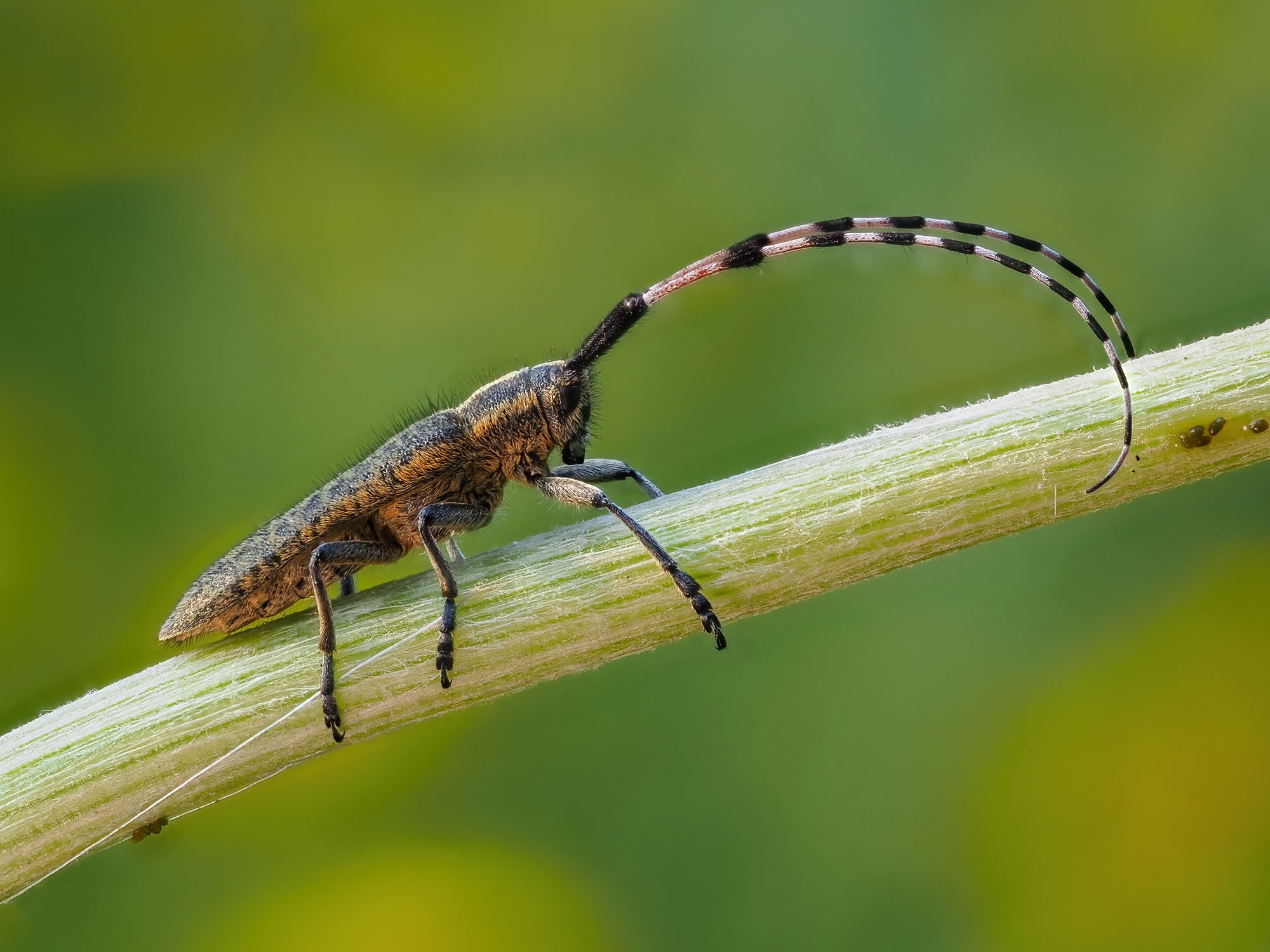 Agapanthia asphodeli