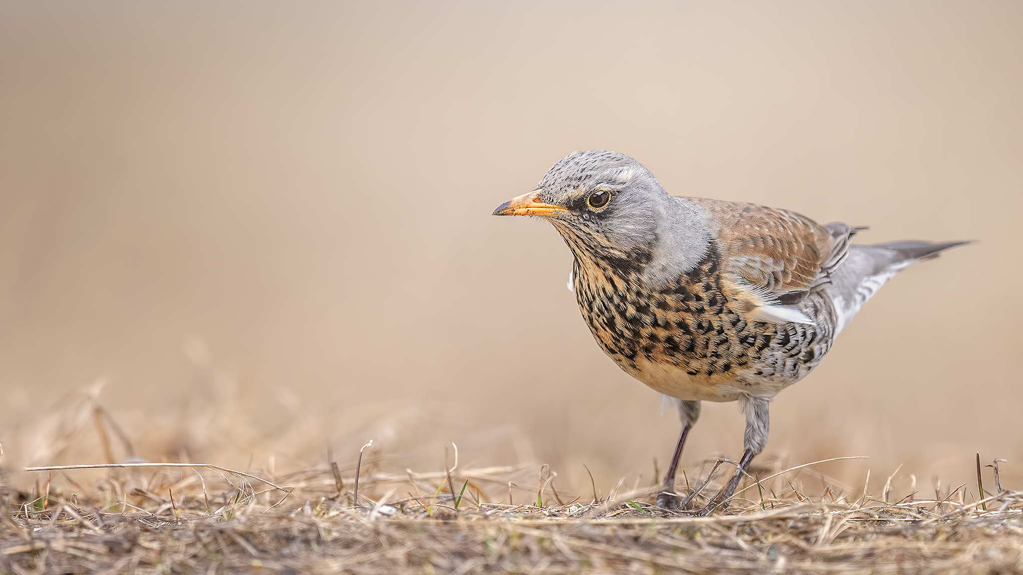Fieldfare