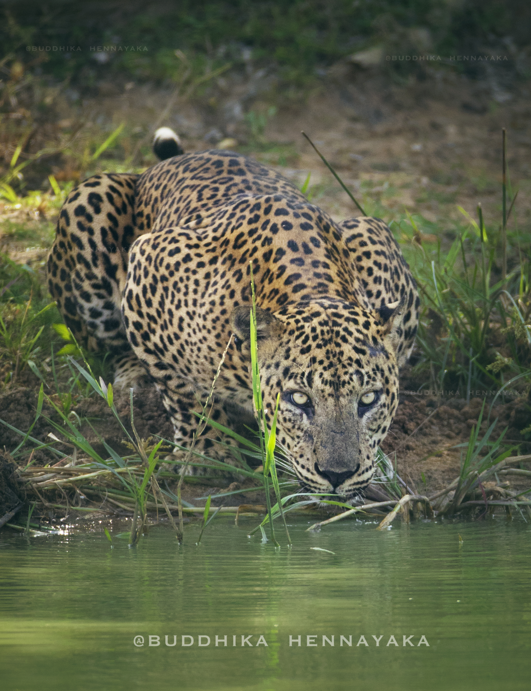 Lucas - yala National park sri lanka