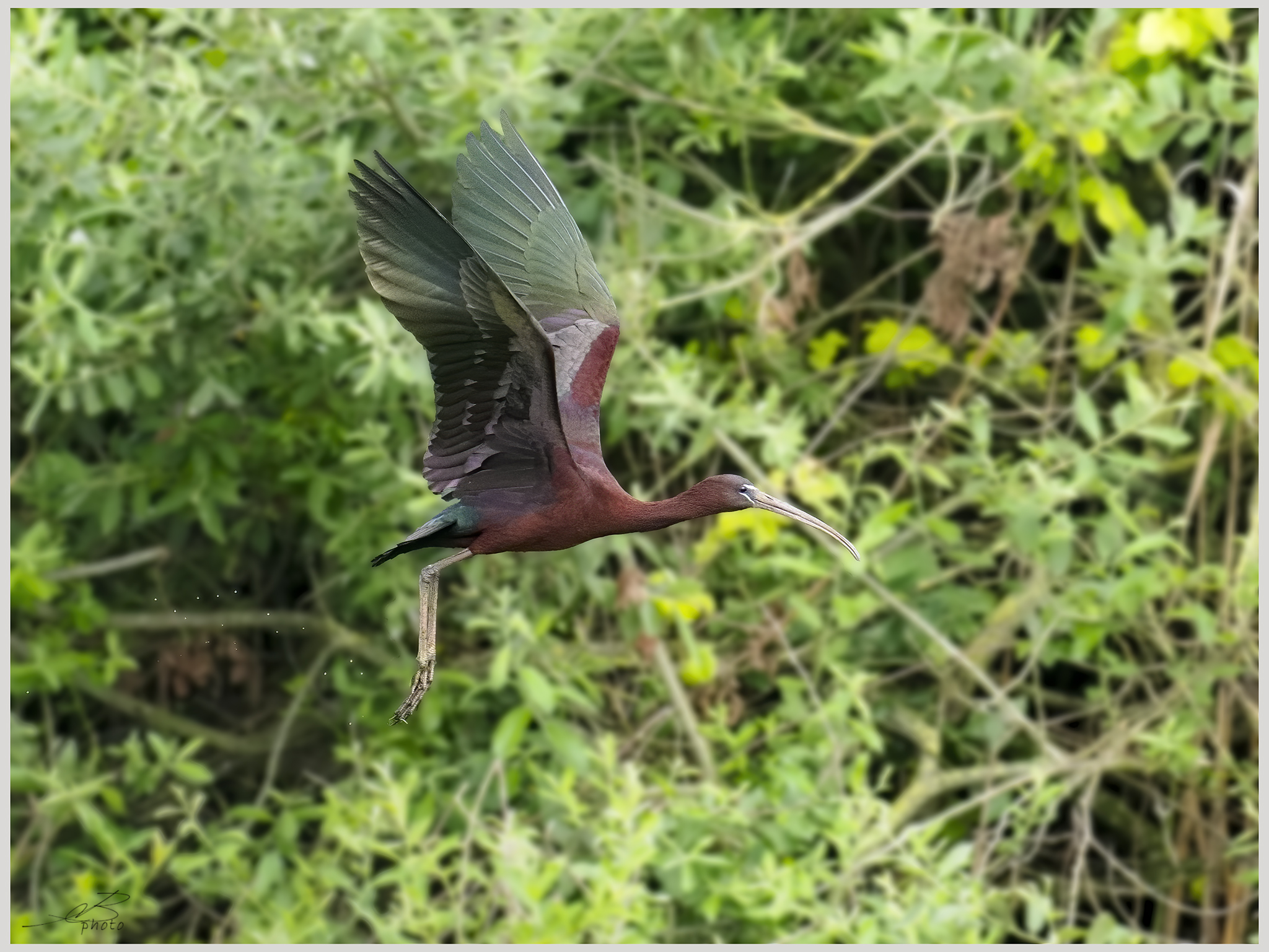 Glossy ibis