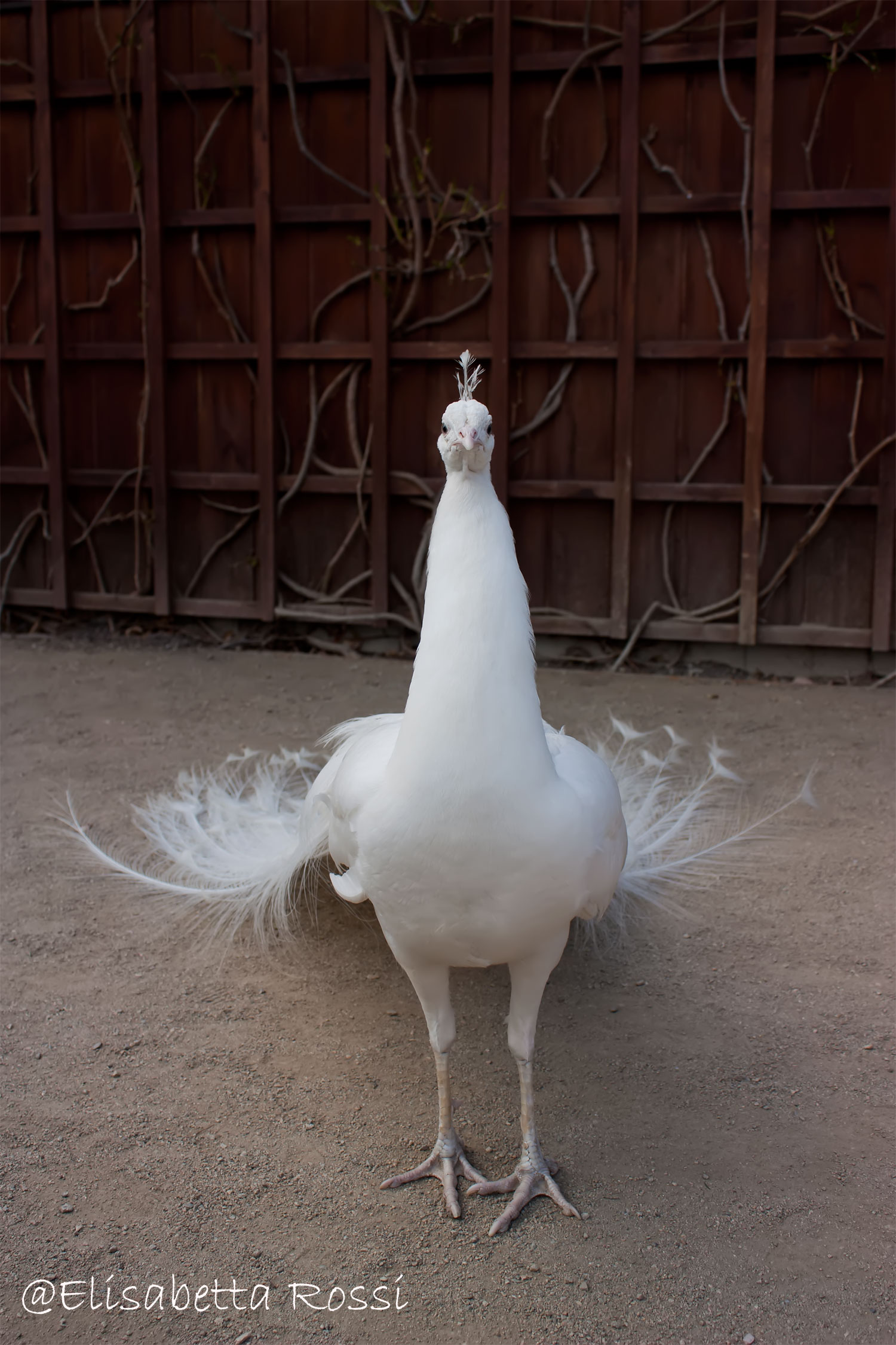 White Peacock