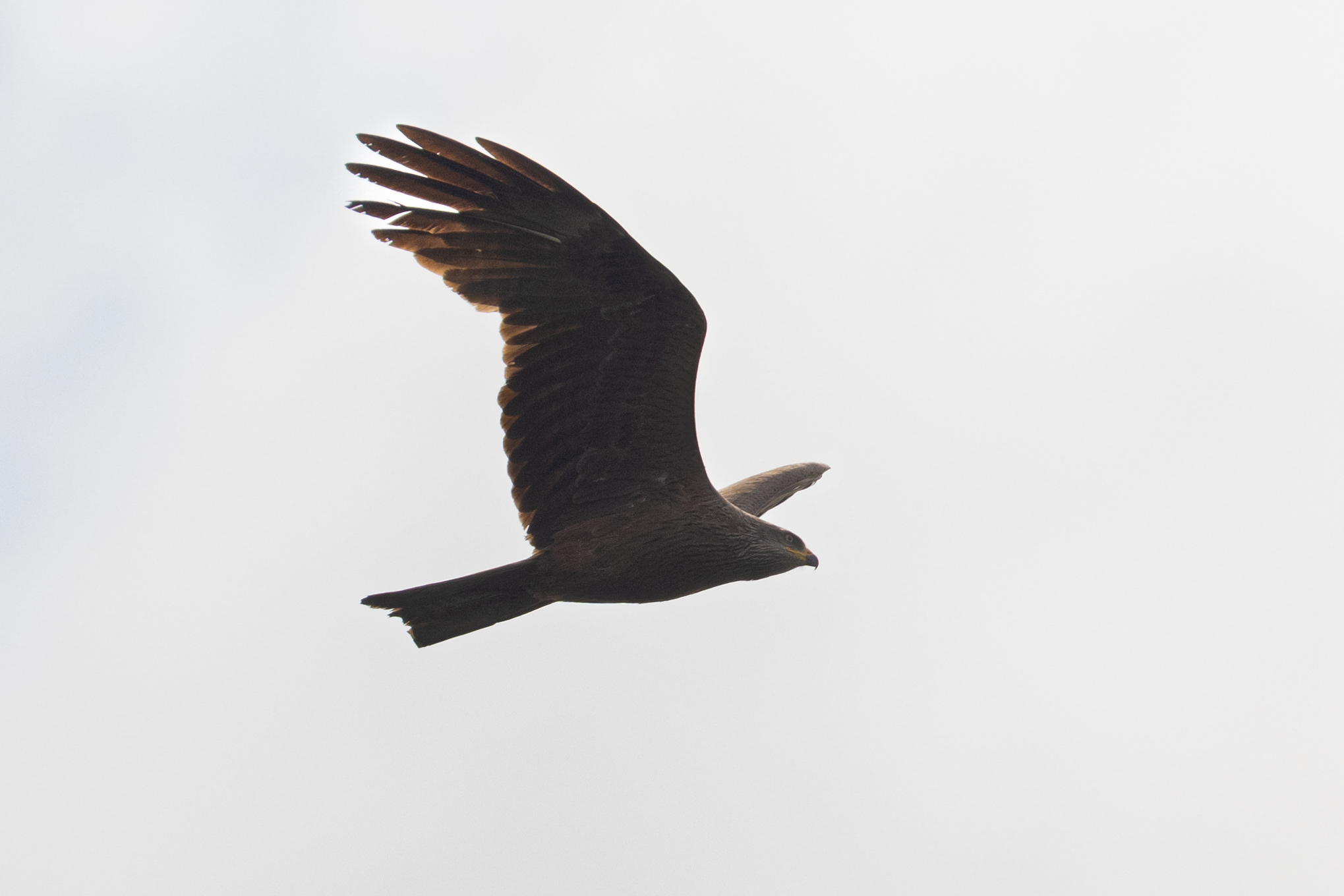 Black Kite - LC