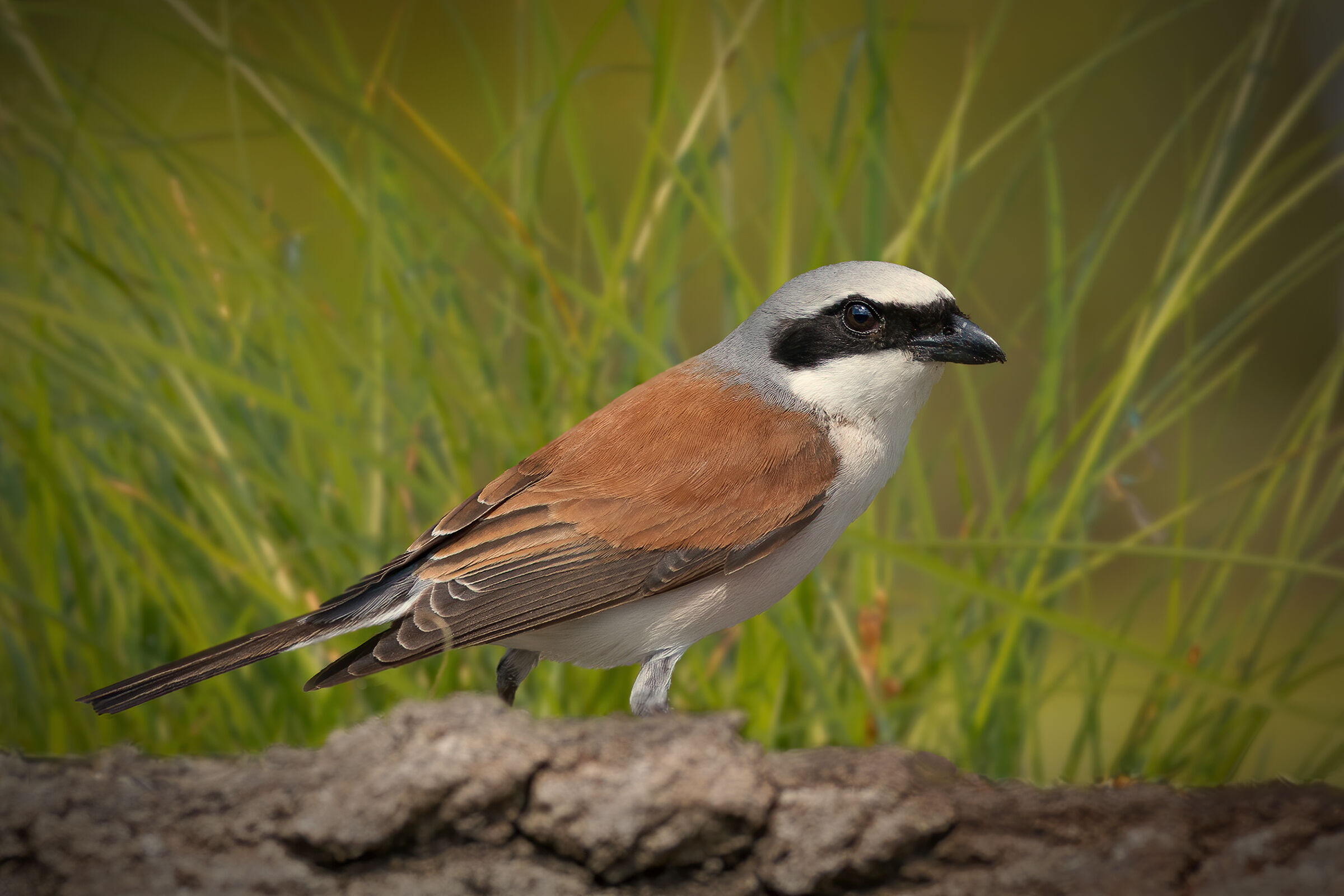 Avèrla piccola maschio