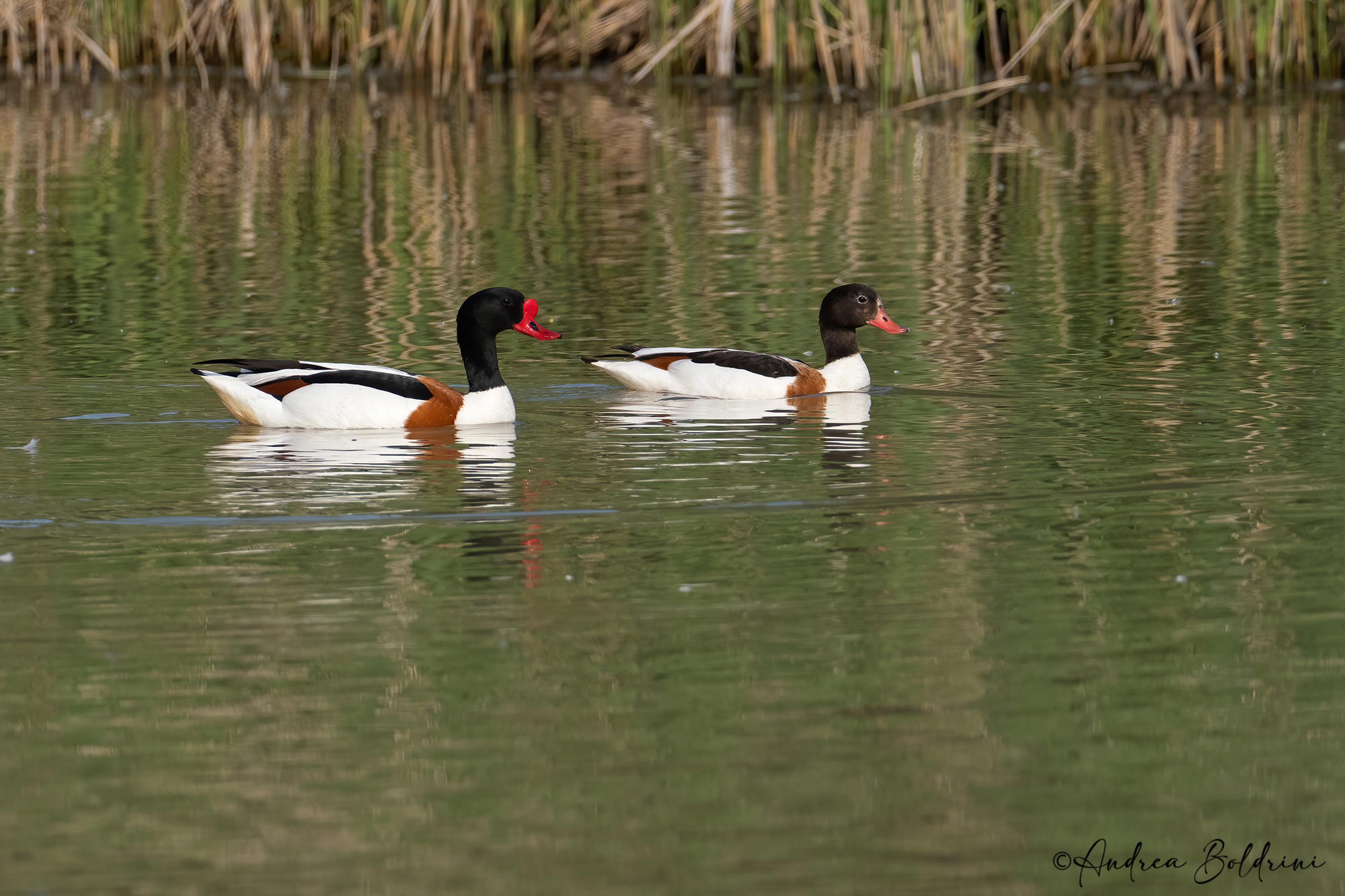 Common shelduck