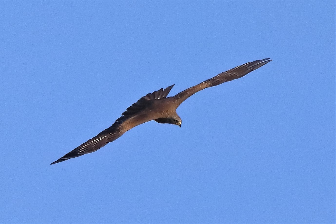 Nibbio bruno 29-03-2023