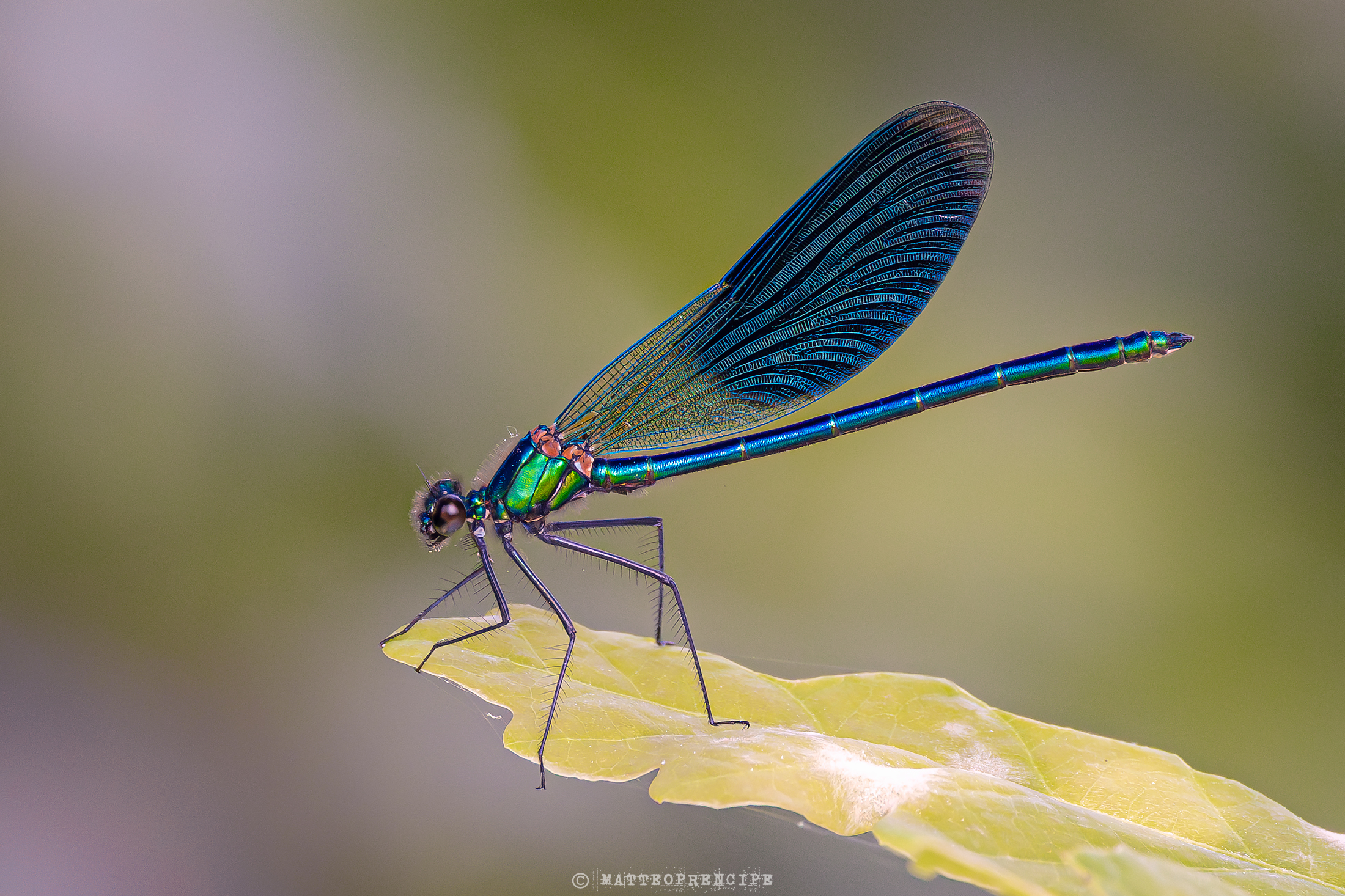 Calopteryx splendens