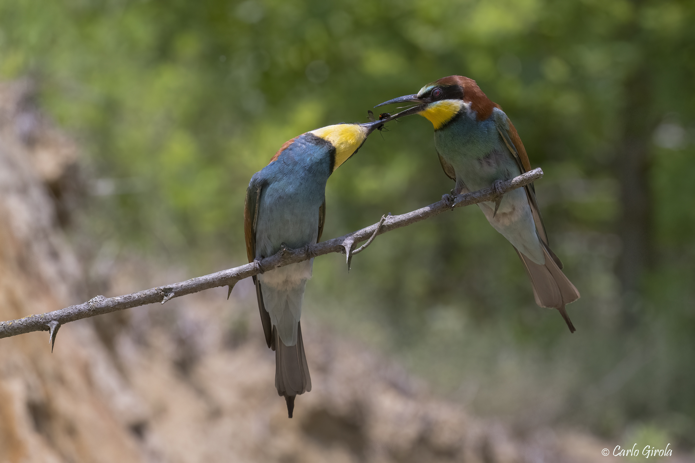 Gruccioni (Merops apiaster)