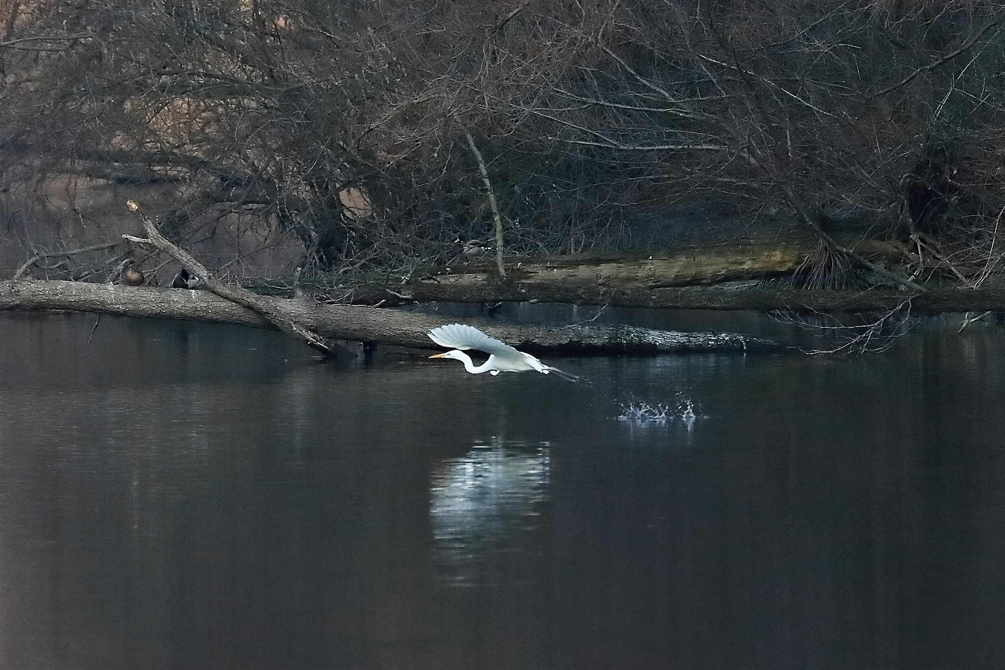 Airone BM 04 marzo 2023