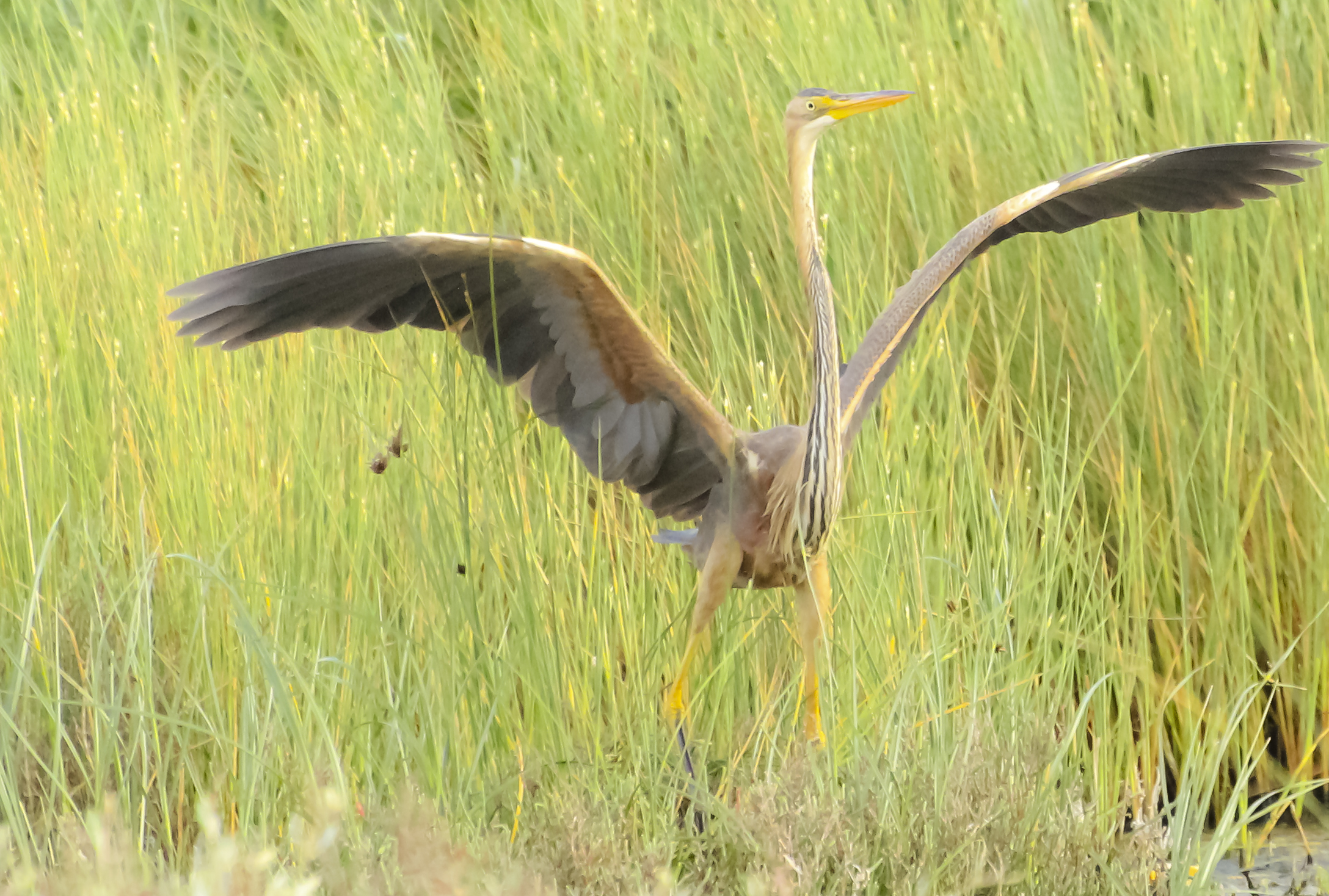 Purple Heron (Ardea purpurea)