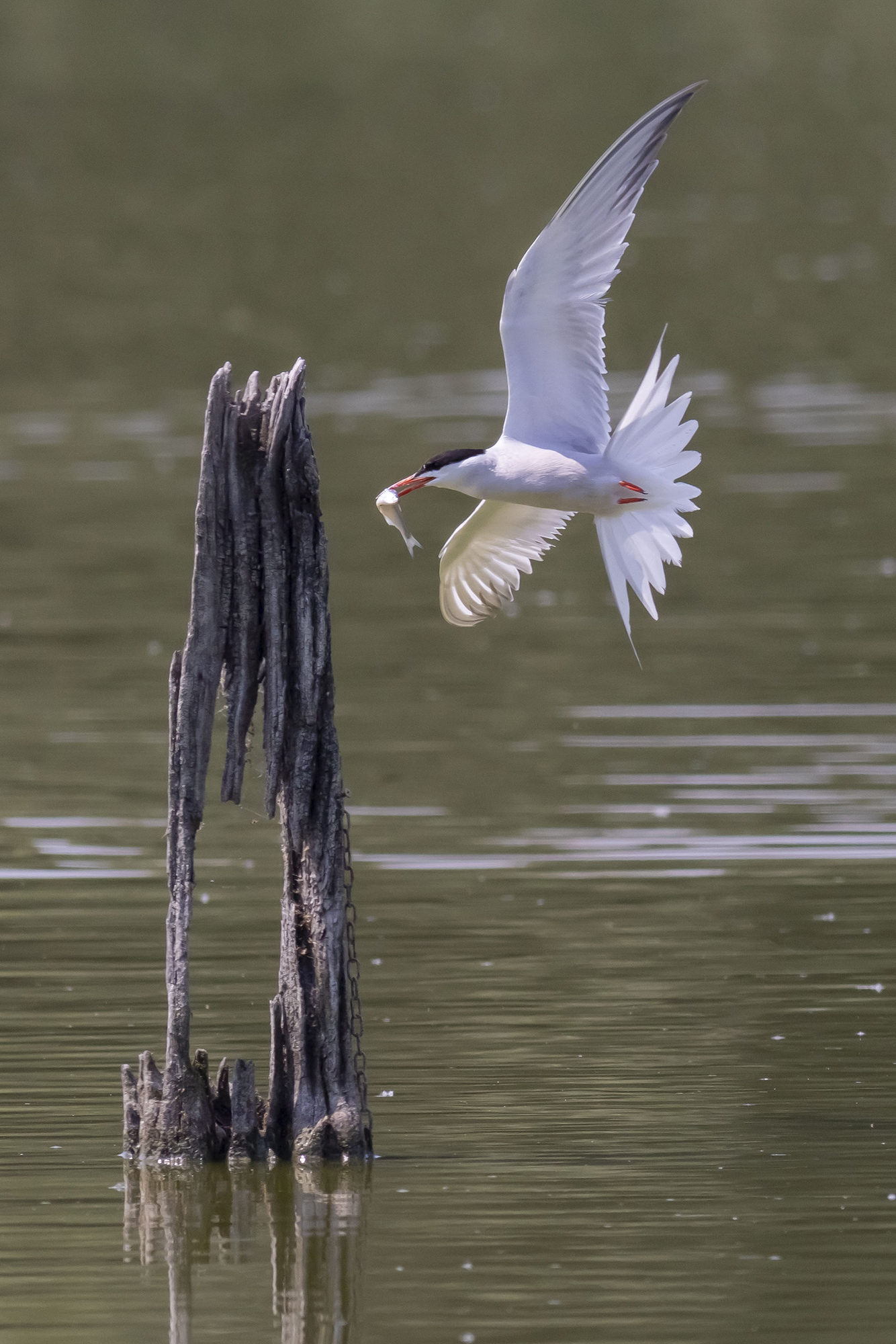 Rondine di Mare torna con la spesa