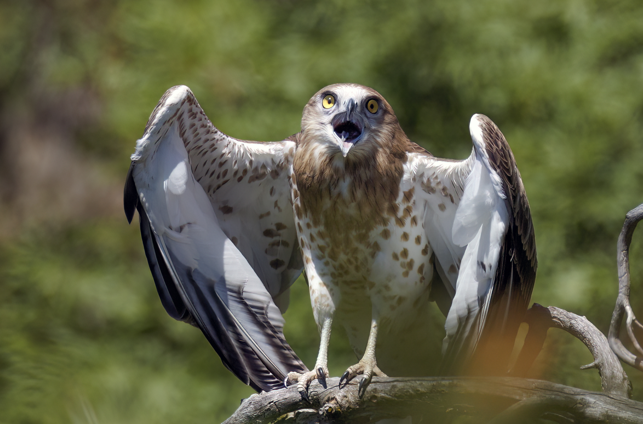 Giovane biancone 2022