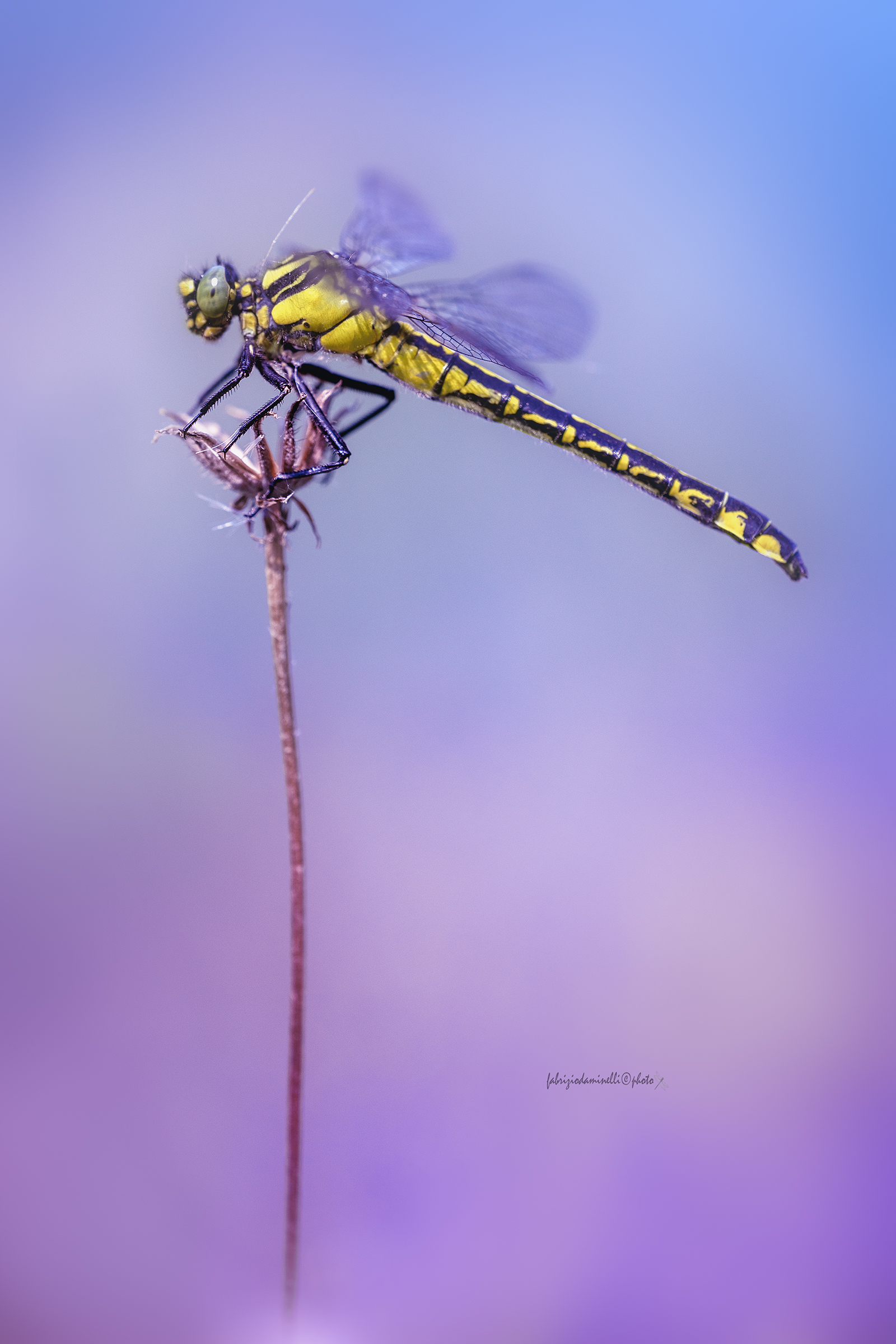 Gomphus vulgatissimus