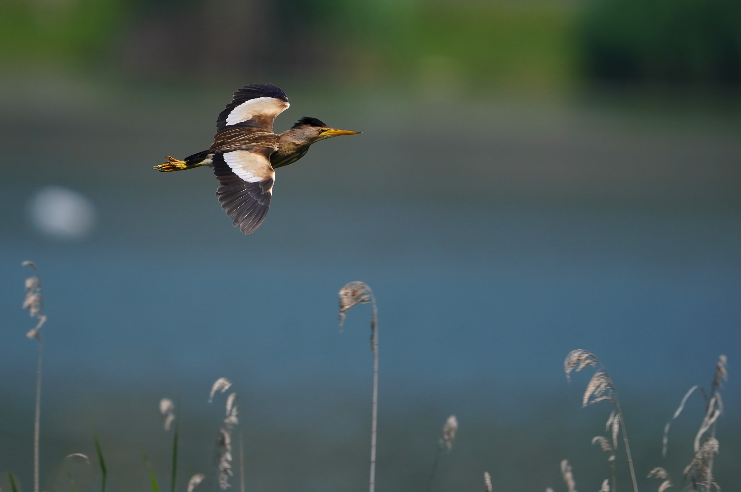 The flight of the bittern