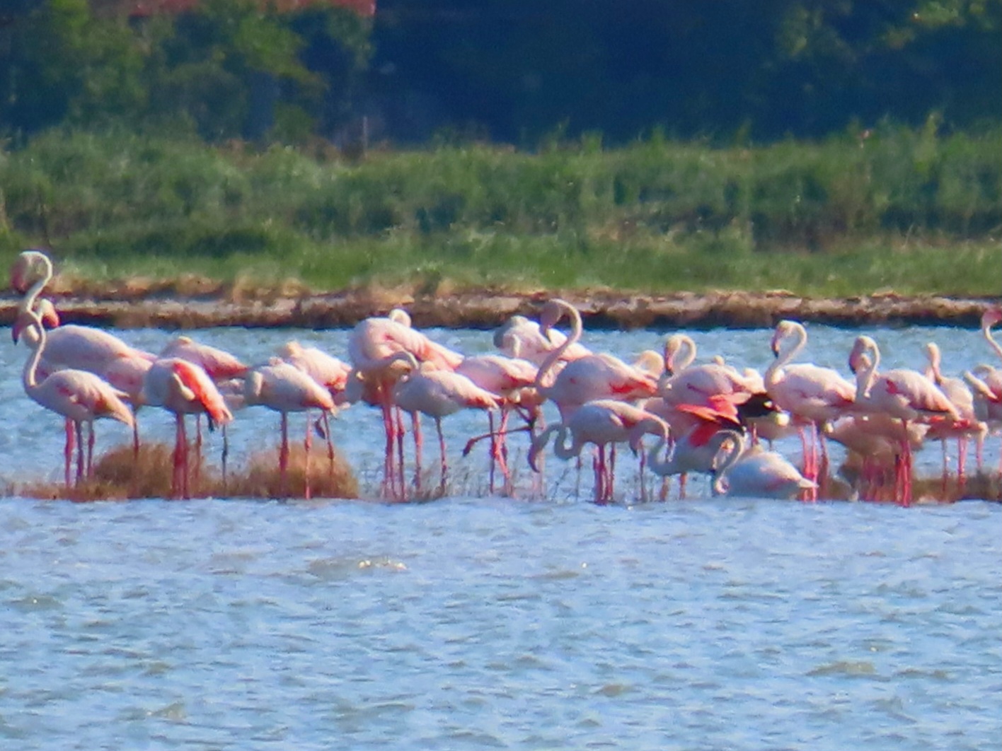 Fenicotteri rosa,saline di cervia