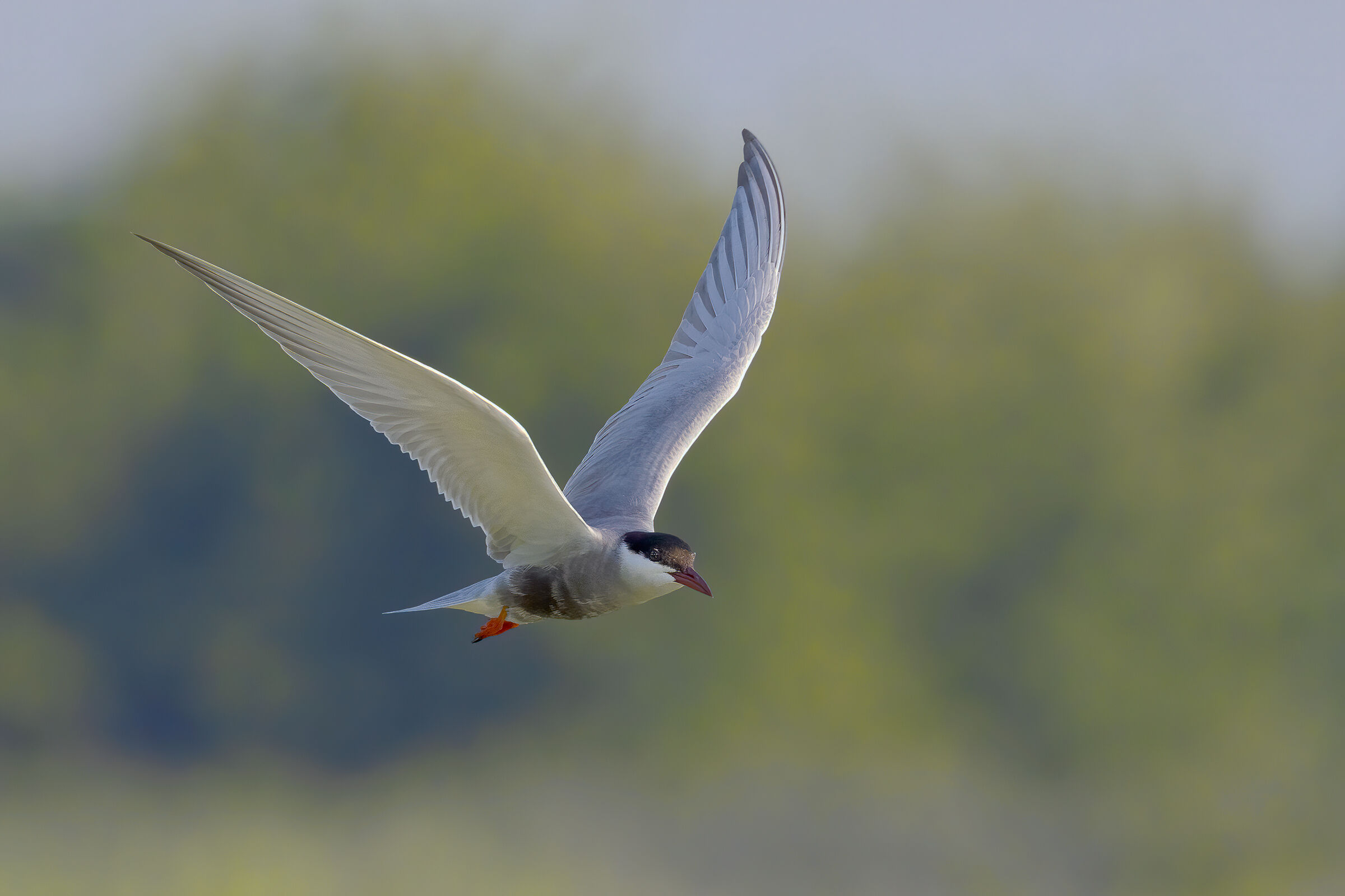 Mignattino piombato (Chlidonias hybrida)