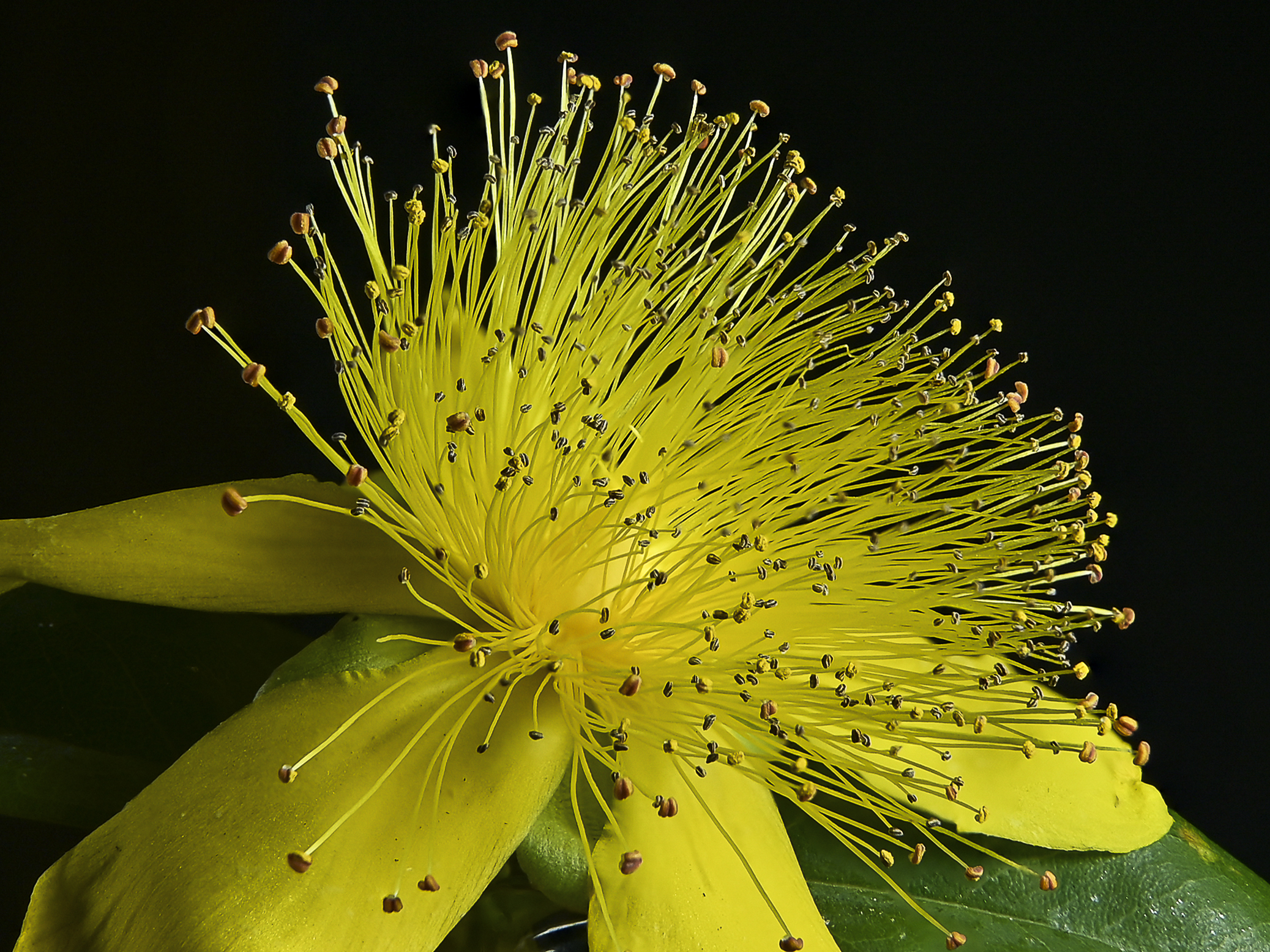 Hypericum
