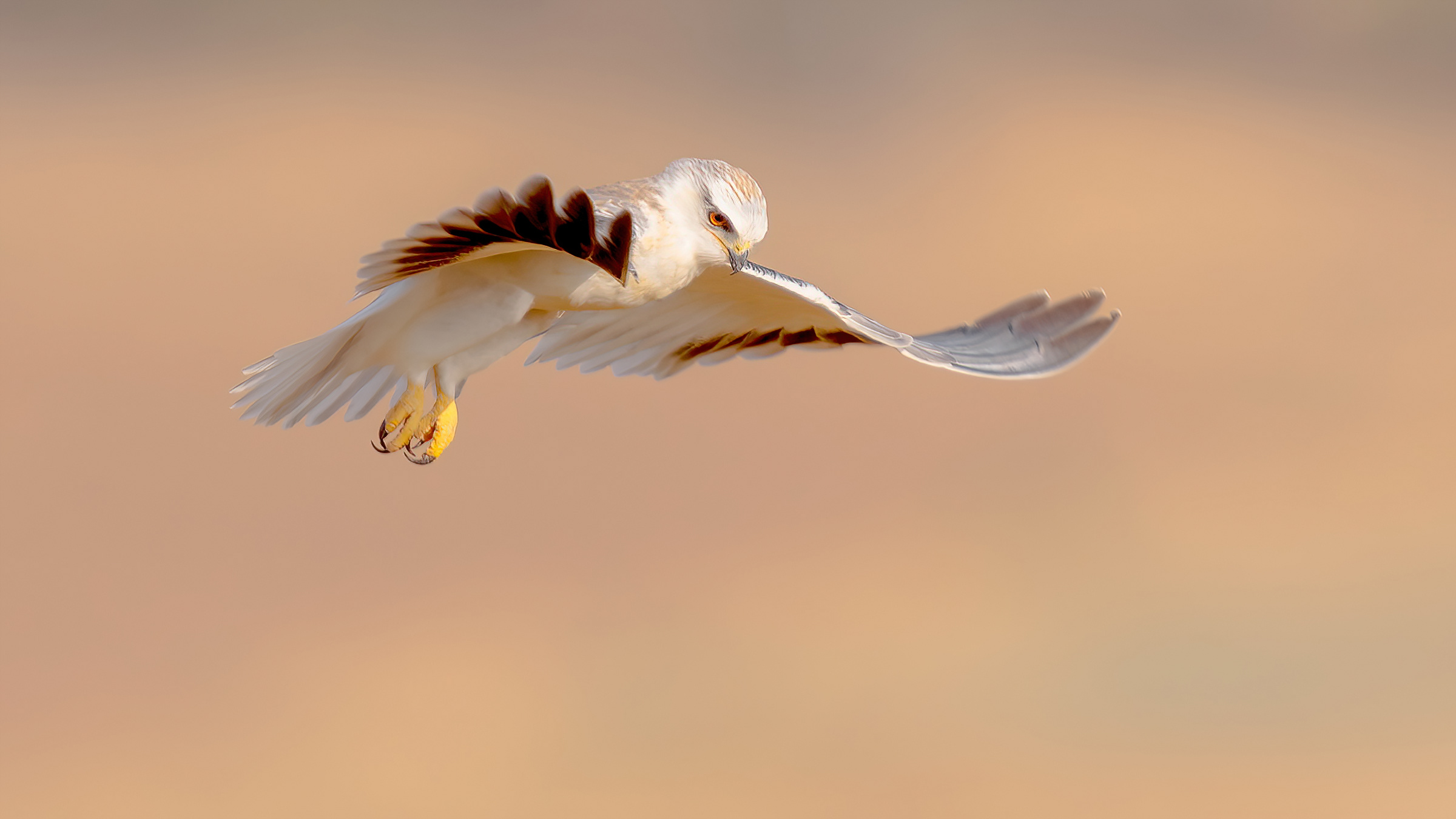 Aquilone dalle spalle nere