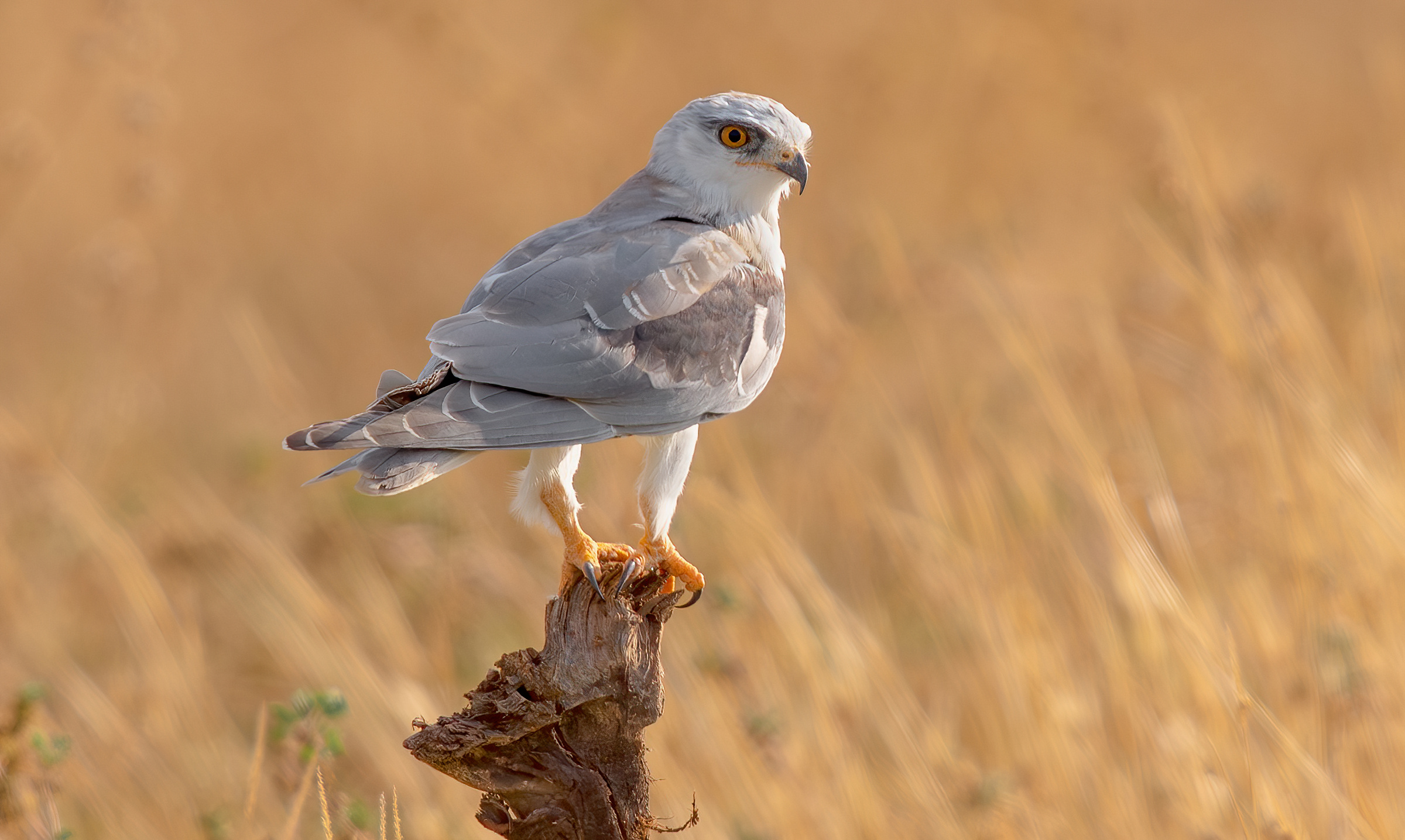 Aquilone dalle spalle nere