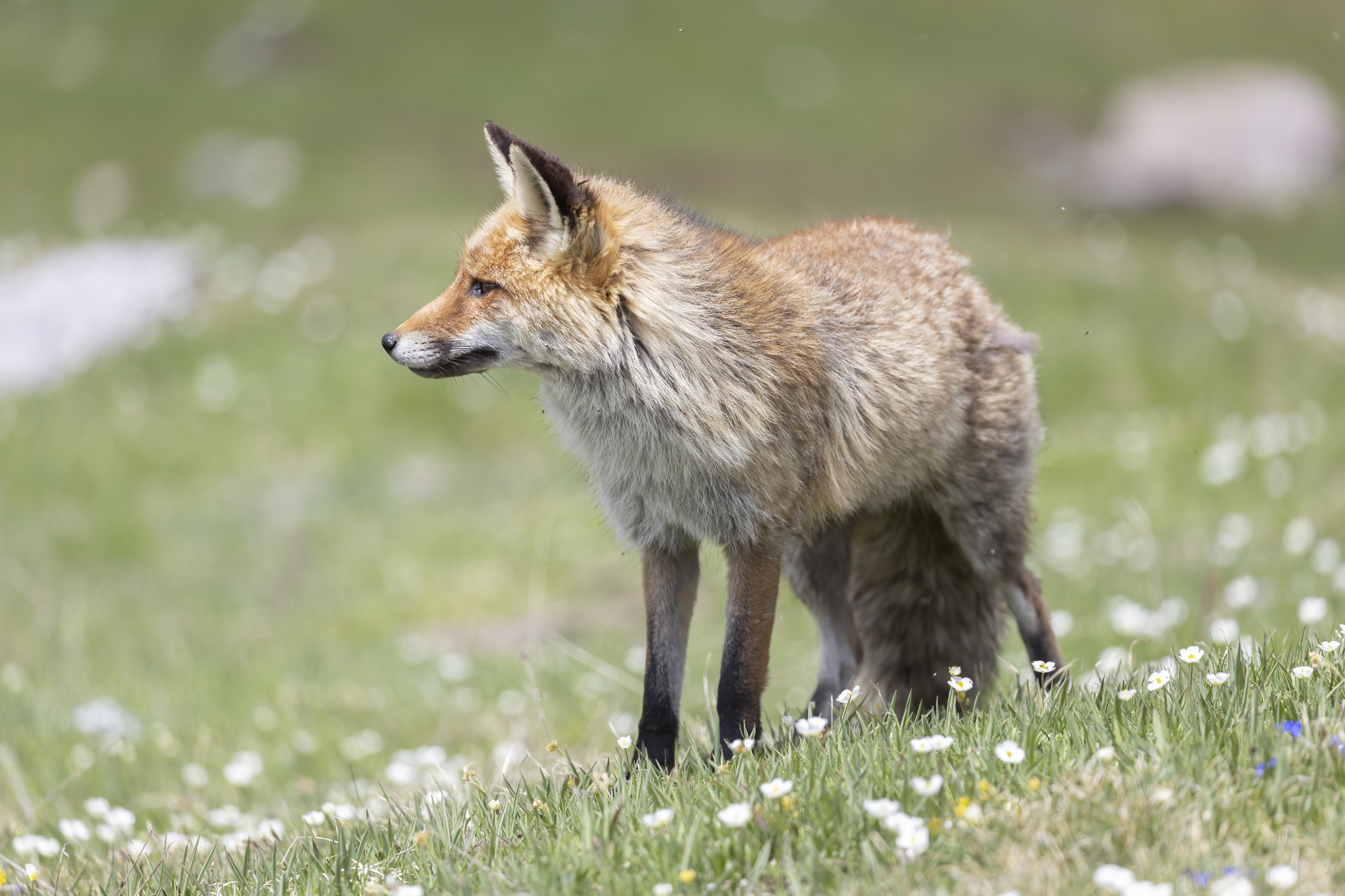 The horizon of the fox