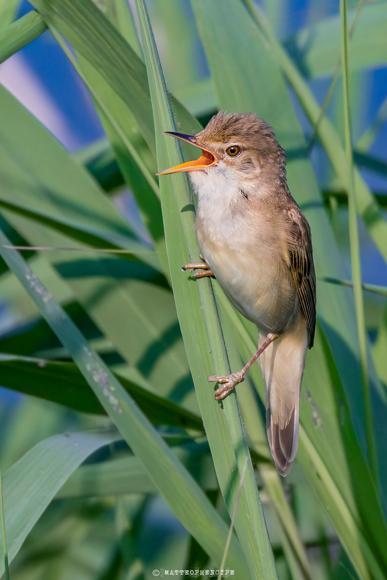 Reed warbler