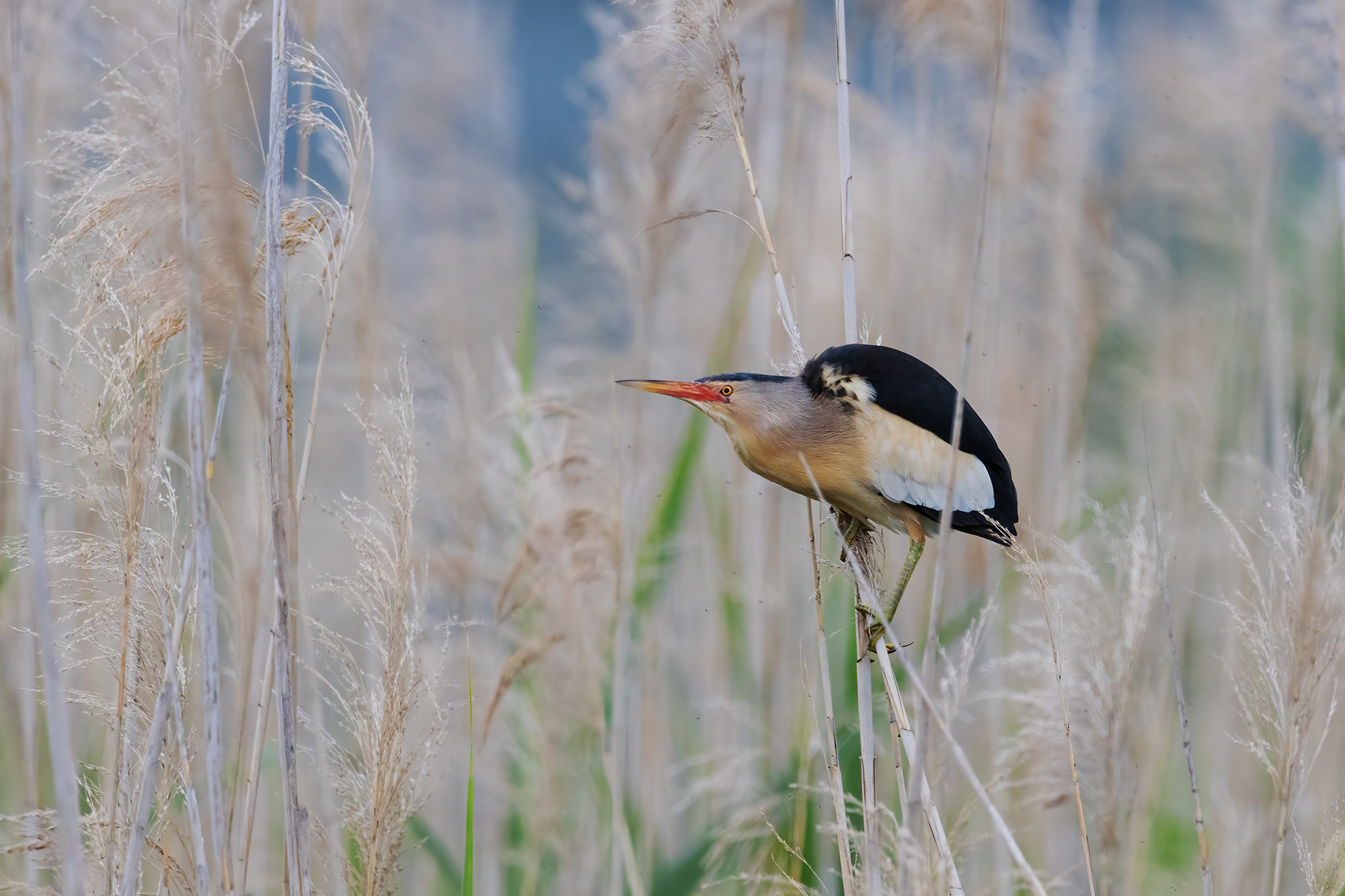 Little bittern