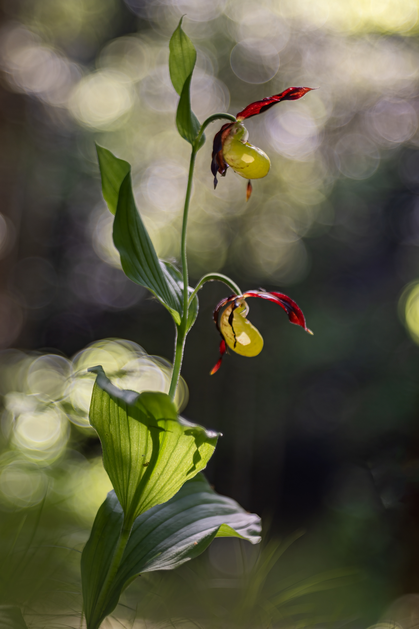 Cypripedium Calceolus