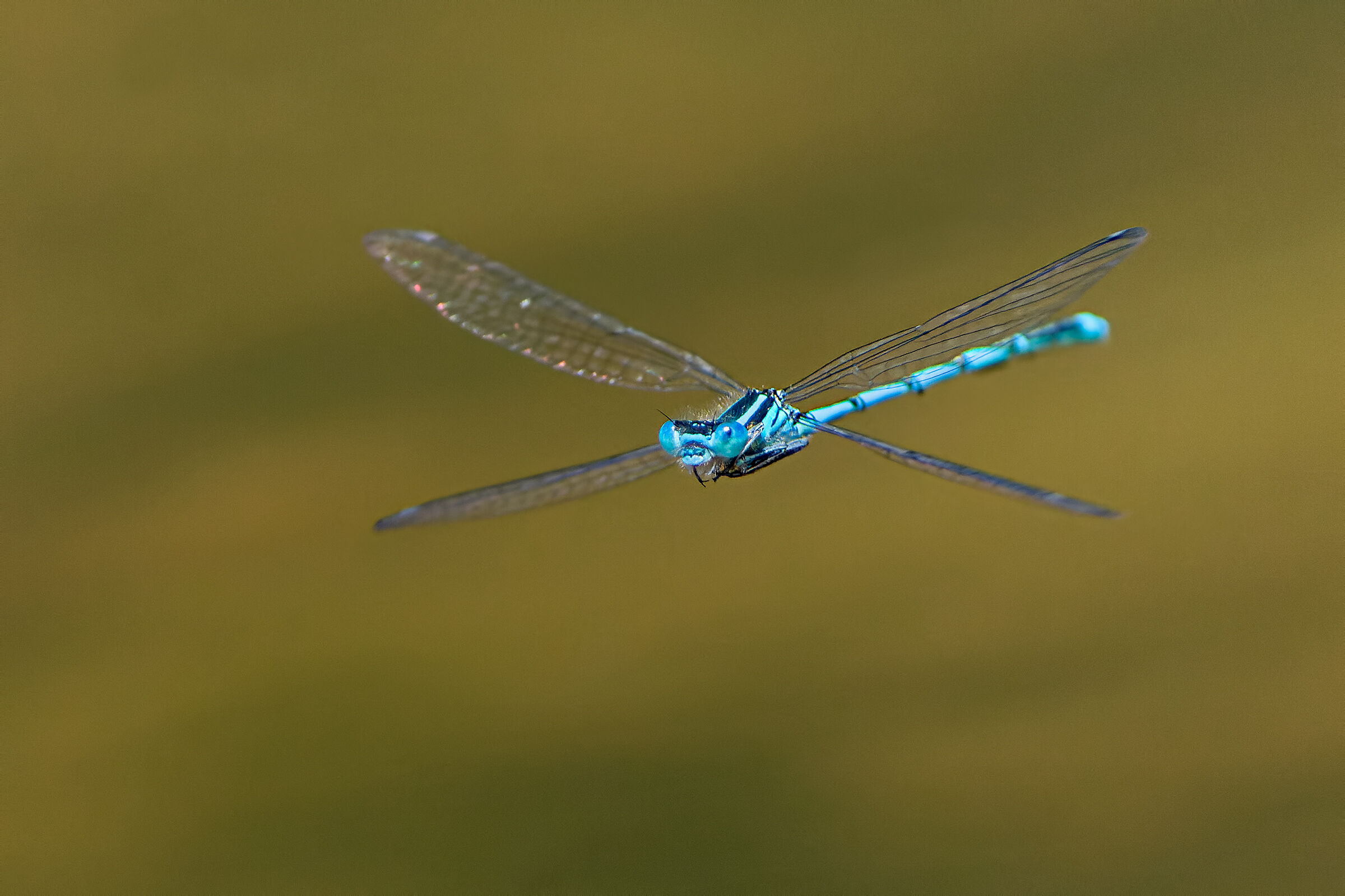 Enallagma cyathigerum