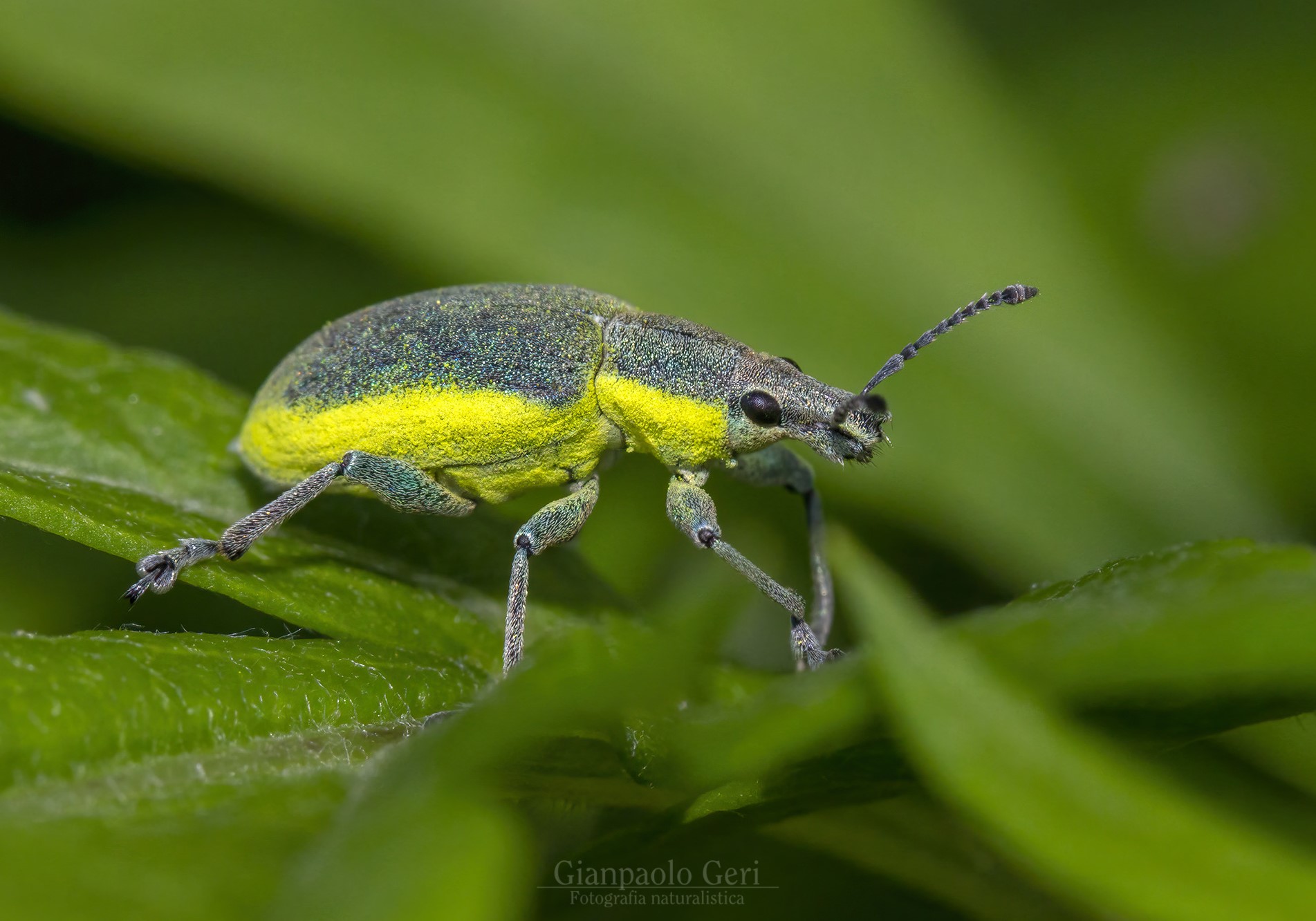 Chlorophanus viridis (Coleoptera: Curculionidae)