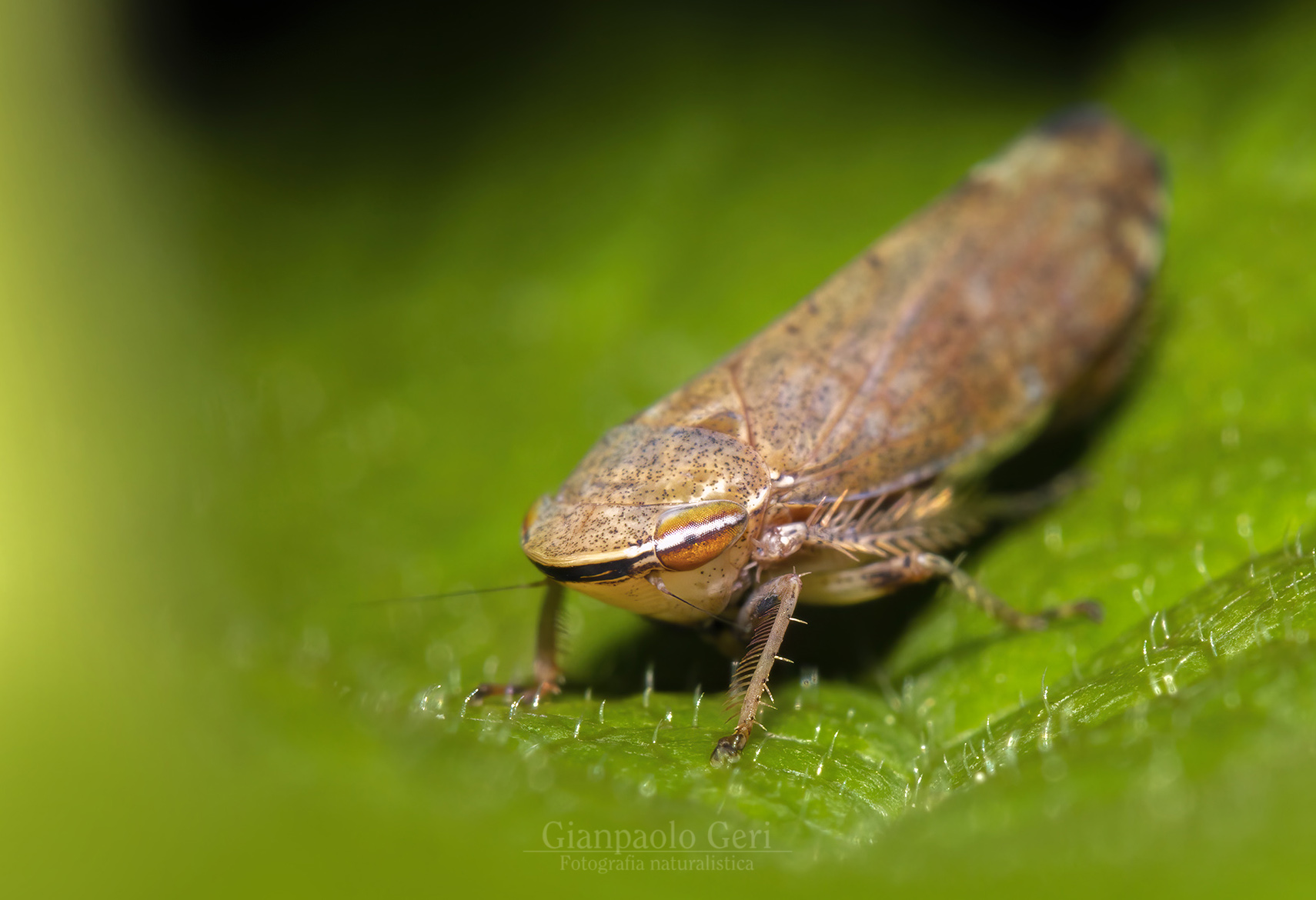 Fibierella florii (Hemiptera: Cicadellidae)