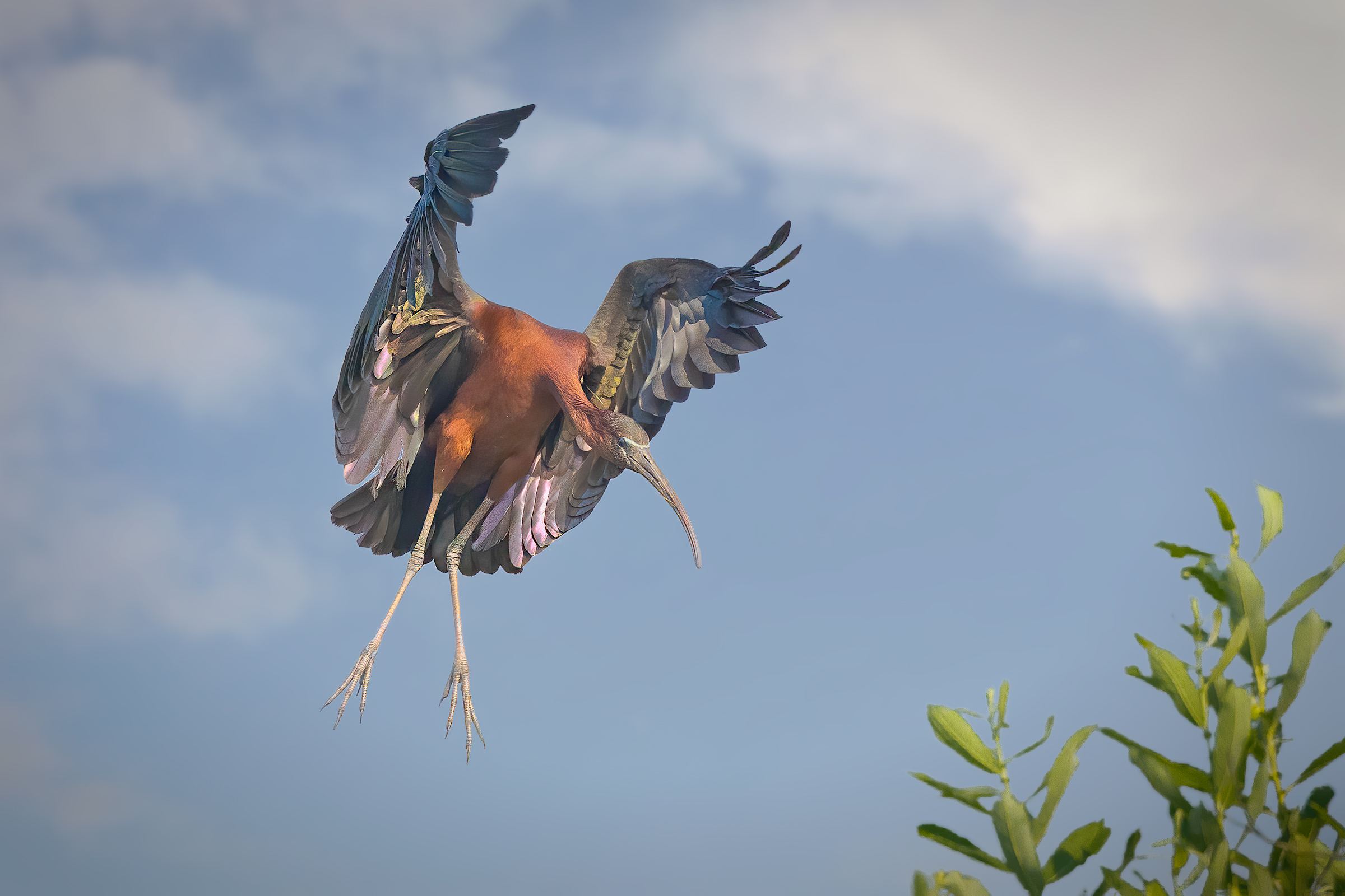 Mignattaio (Plegadis falcinellus)