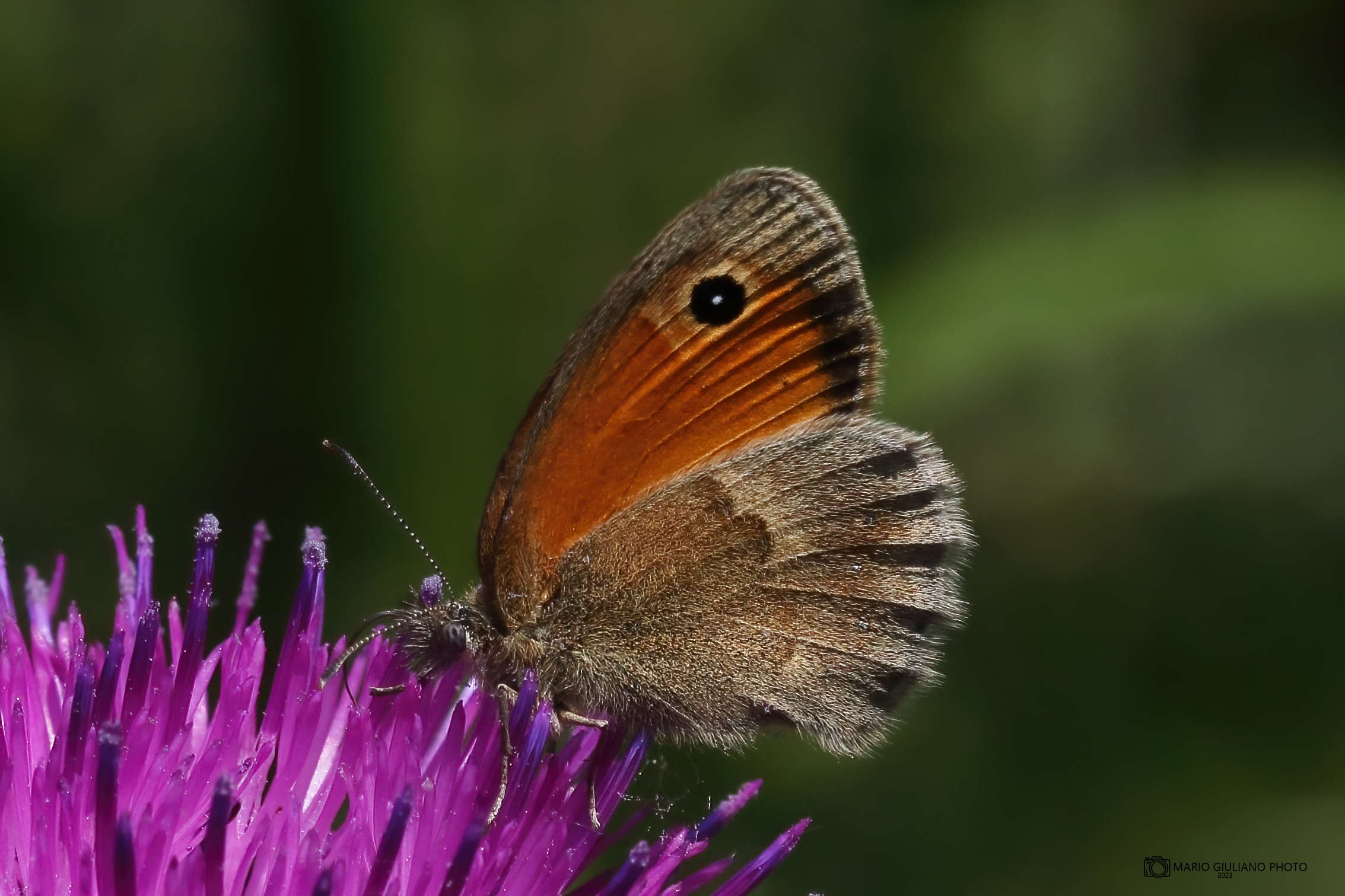 Panfila (Coenonympha pamphilus)