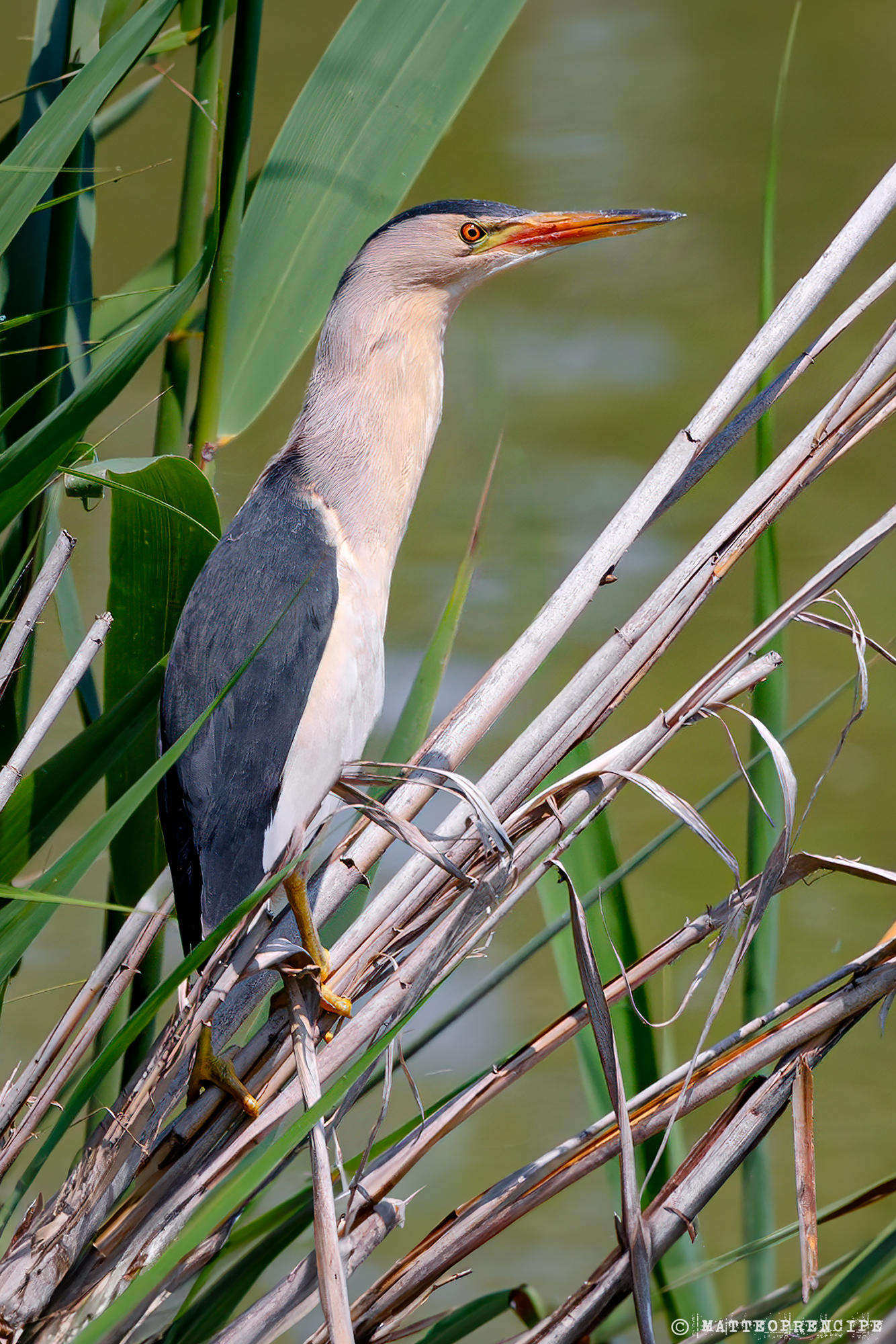 Little bittern
