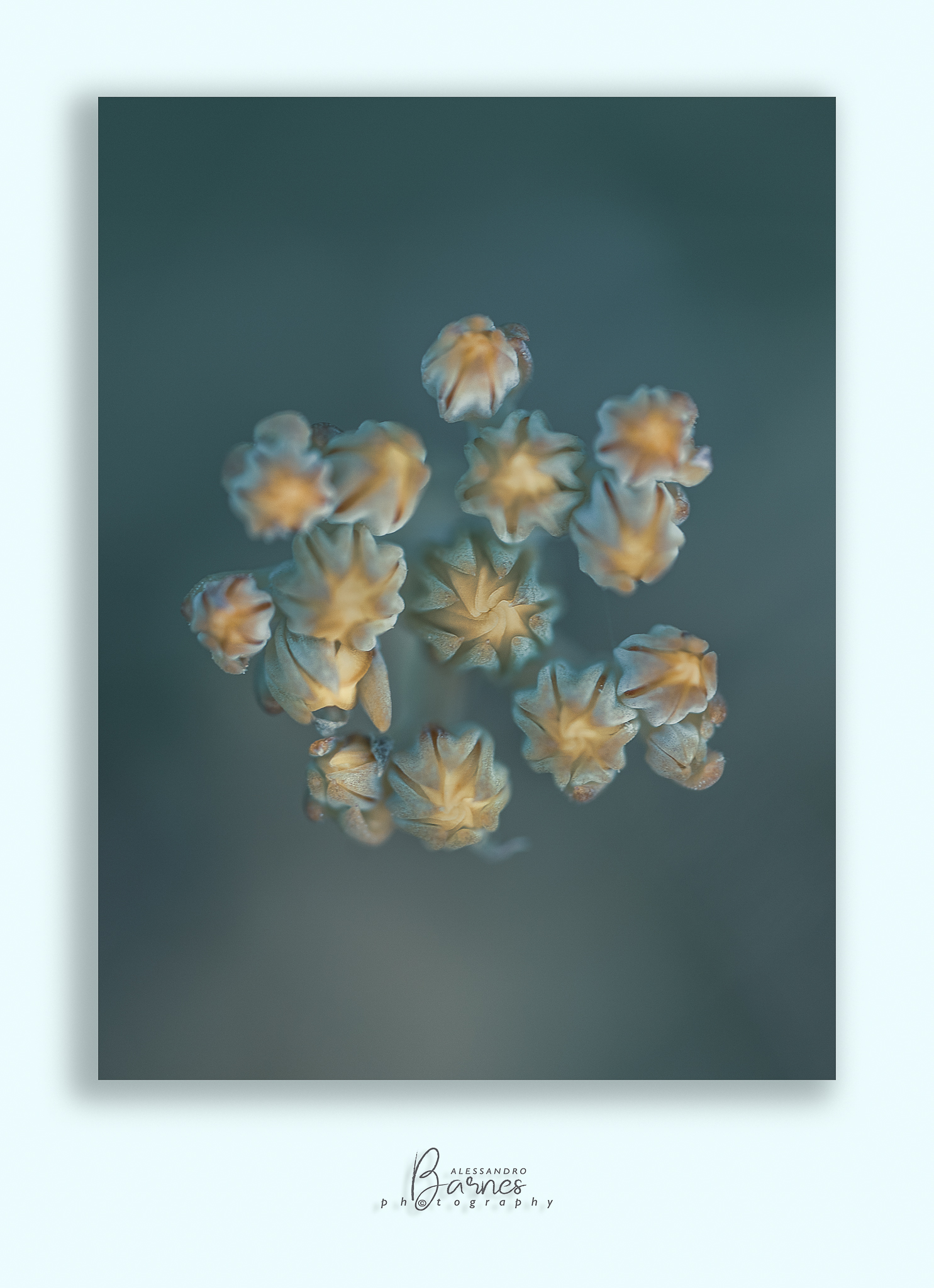 Minuscoli fiori di campo