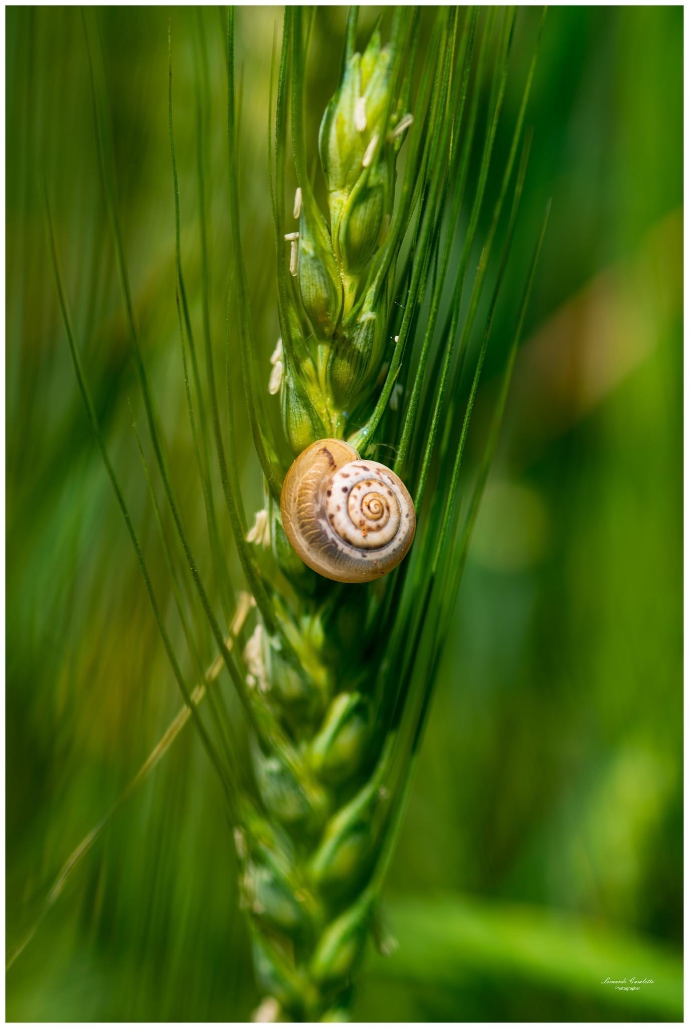 Scala per la Chiocciola