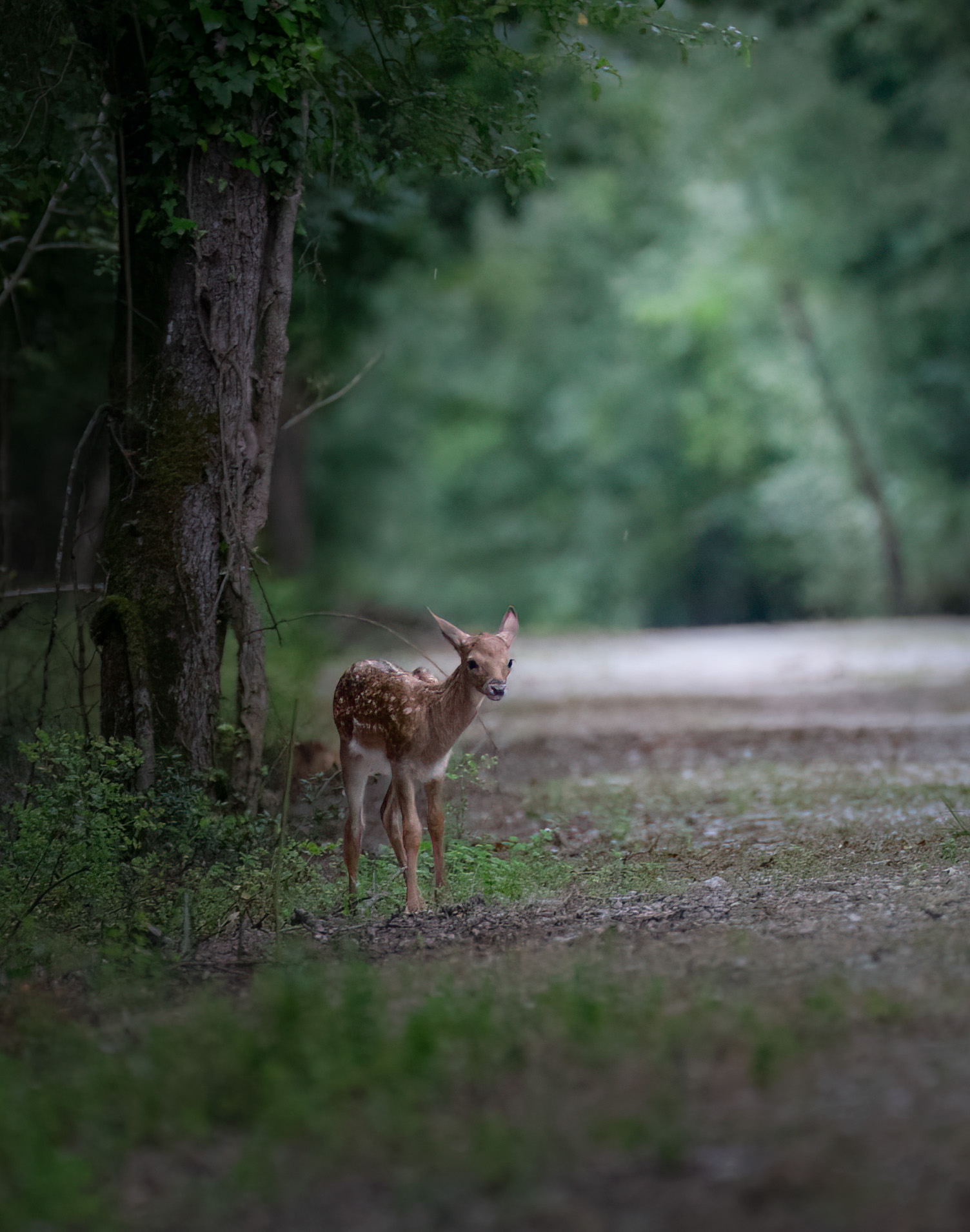 First steps