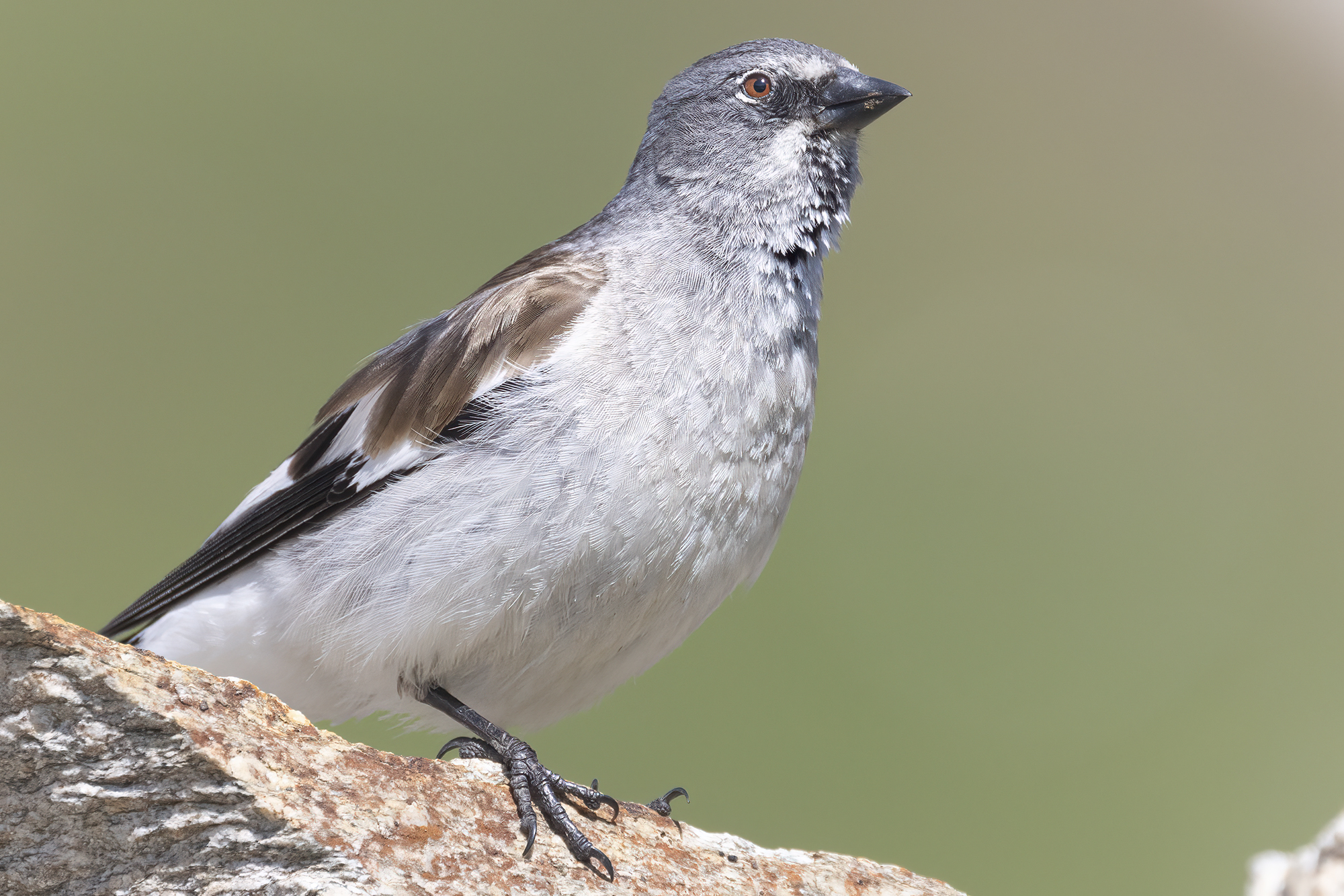 fringuello alpino da vicino