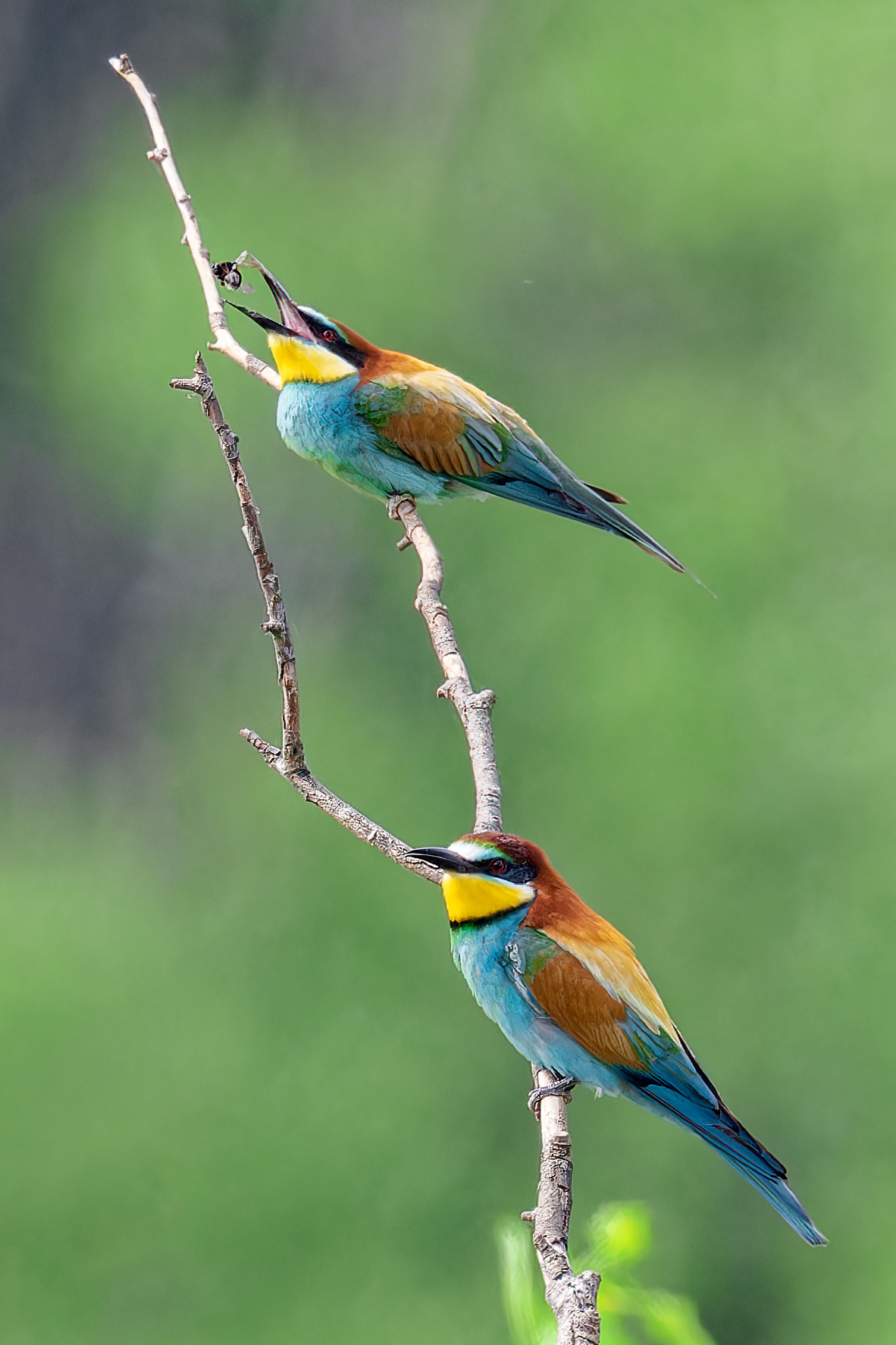 Bee-eaters with prey