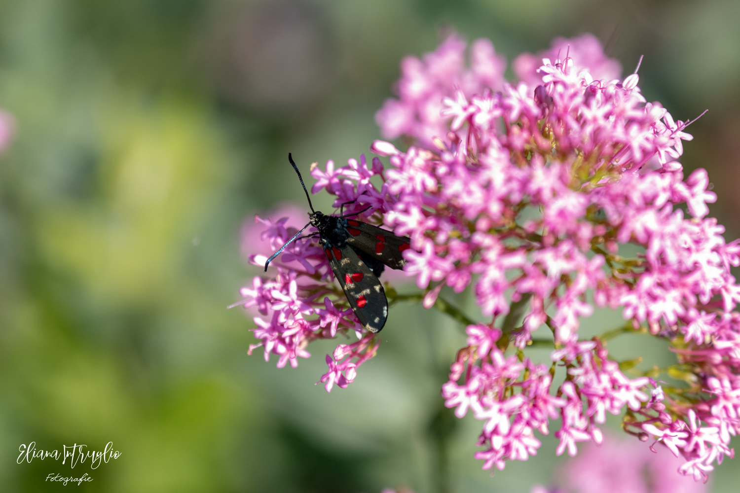 Lights and shadows on the Zygaena