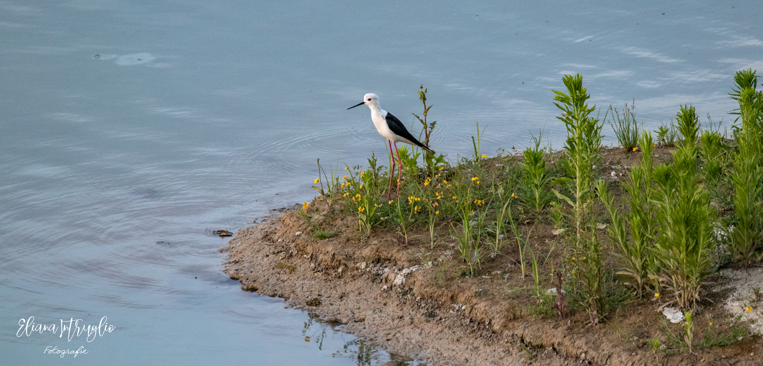 Knight of Italy among the colors