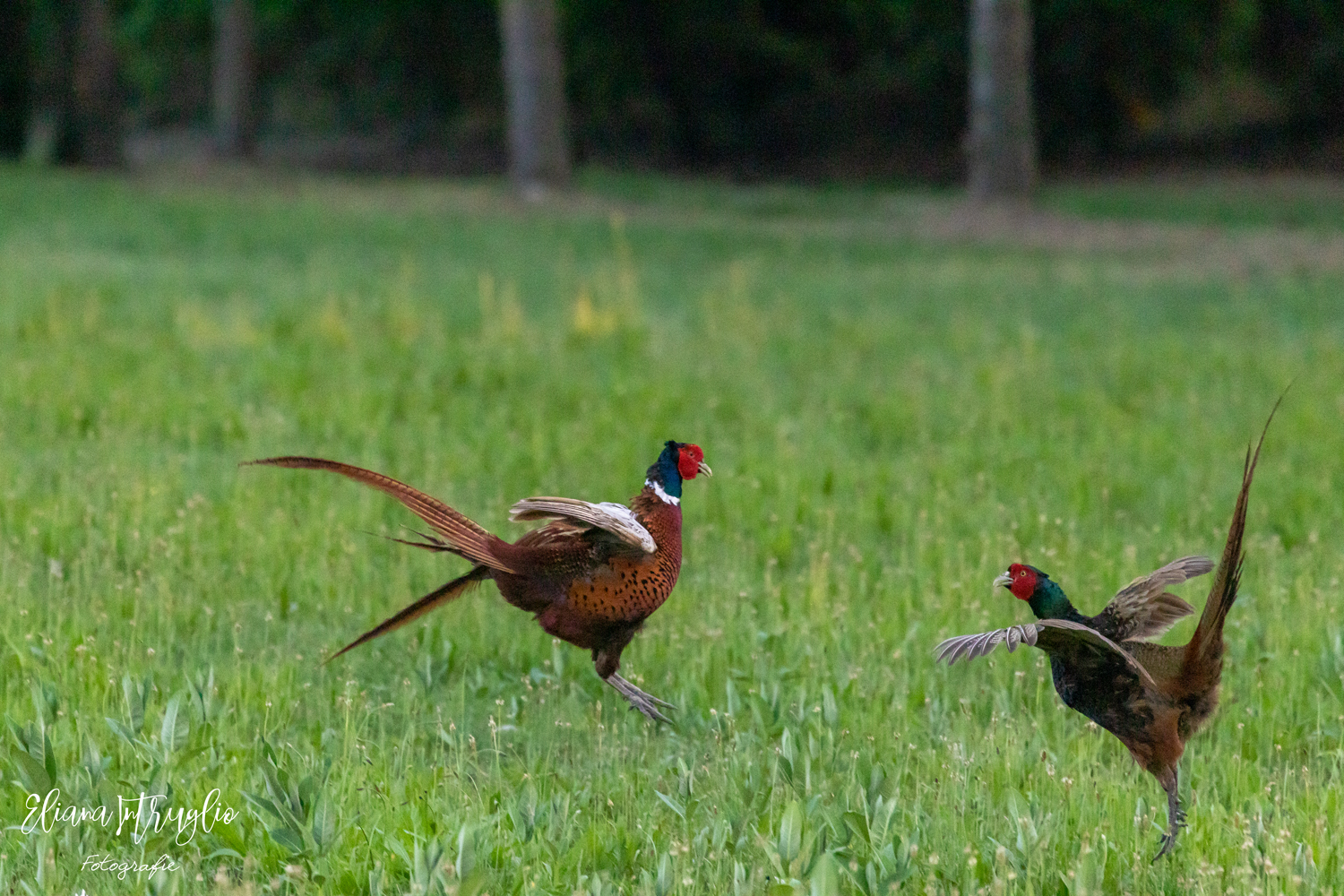 Waltz between leaders