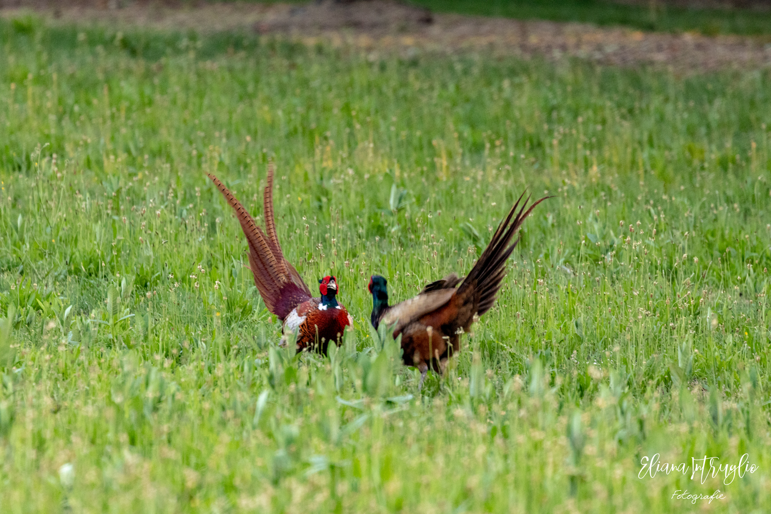 Presentation and bow