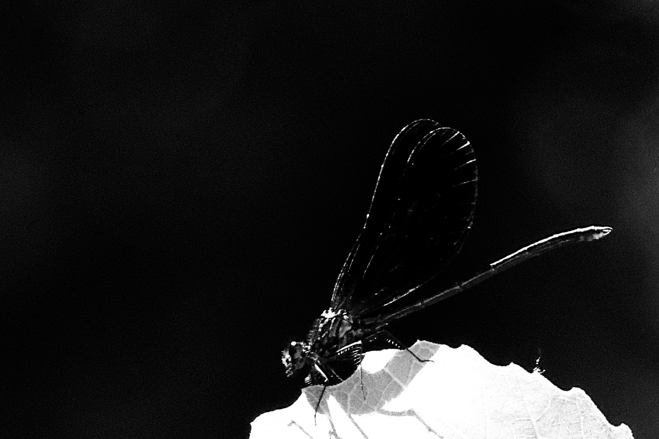 Silhouette di libellula