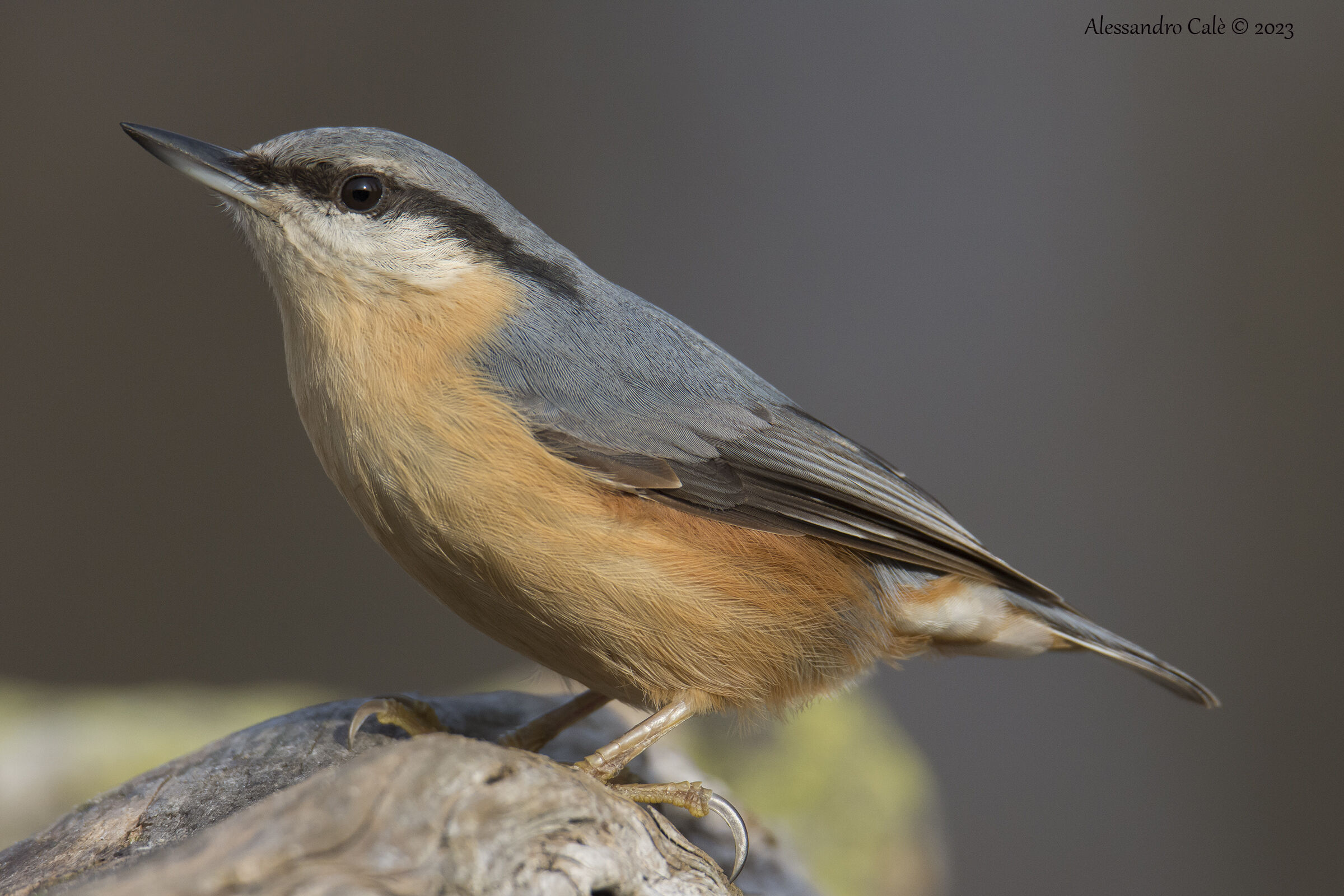 European Sitta (Nuthatch) 0397