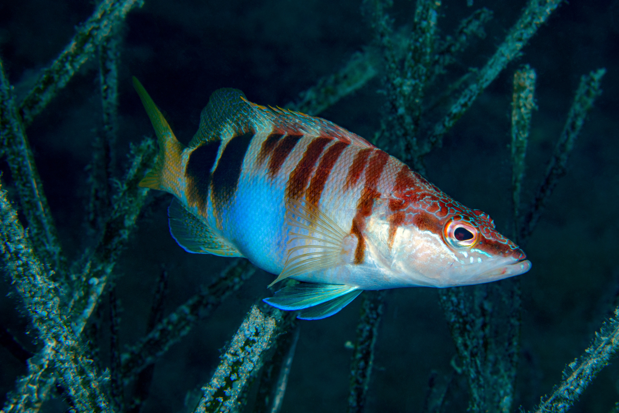 Sciarrano